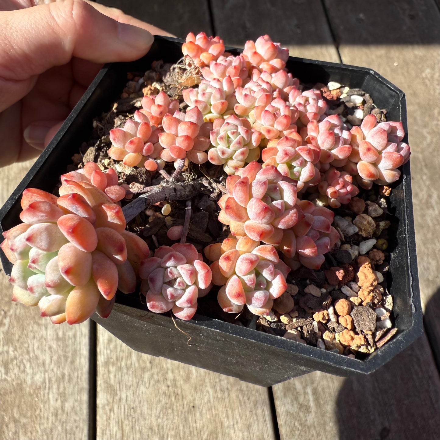 1208 Echeveria Caramel Spirit (Large clump)