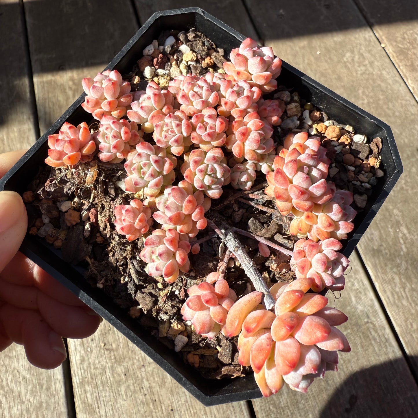 1208 Echeveria Caramel Spirit (Large clump)