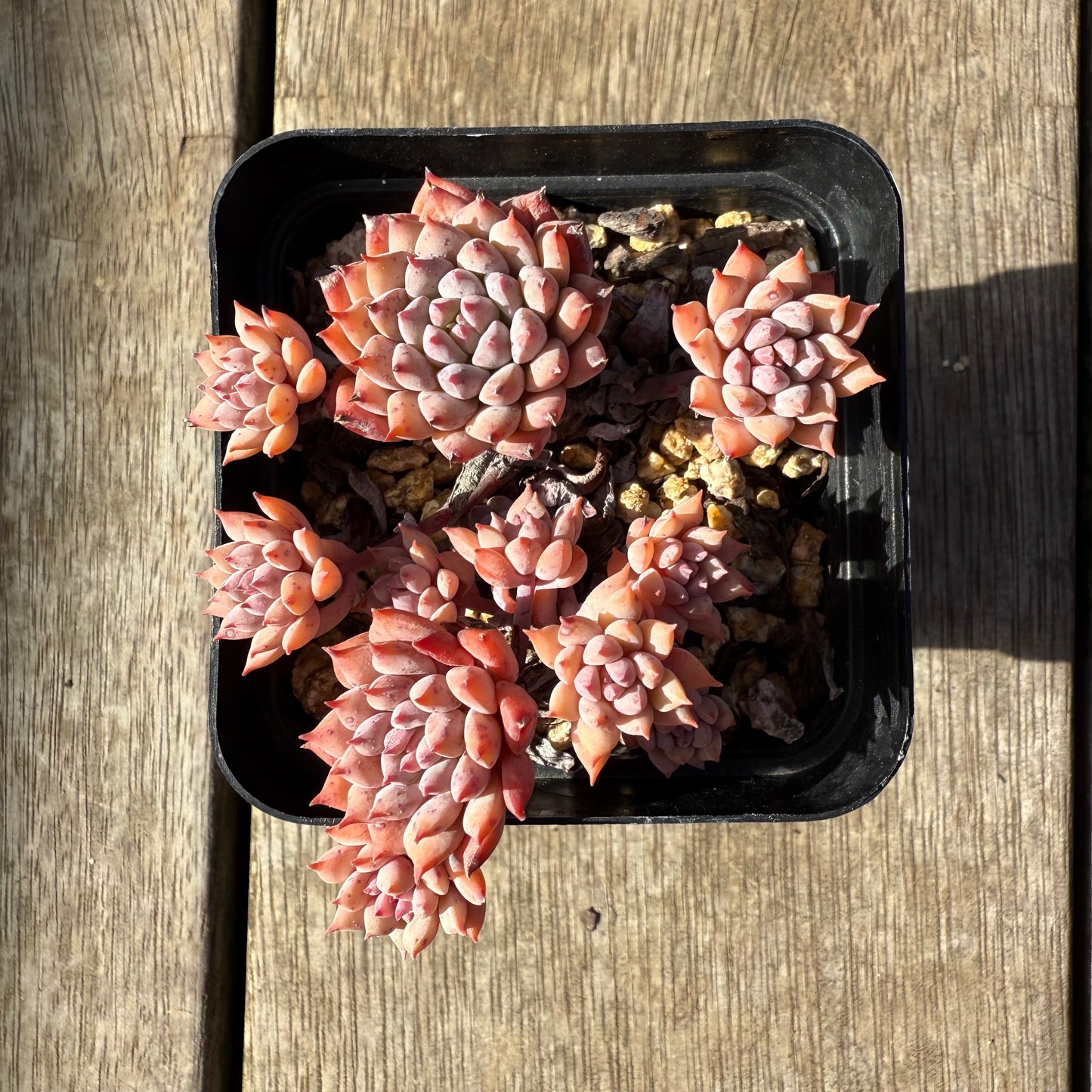 1208 莱恩小精灵