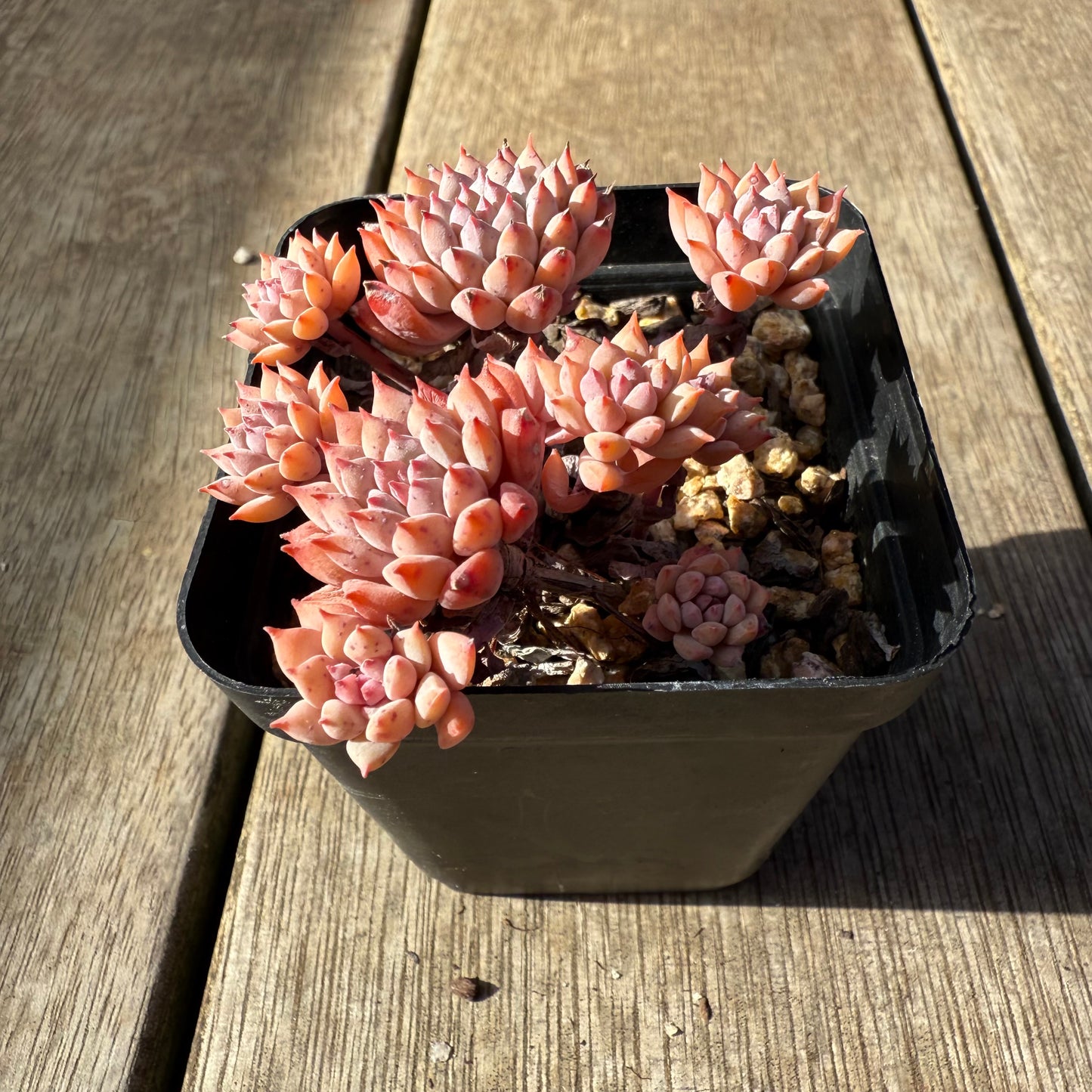 1208 莱恩小精灵