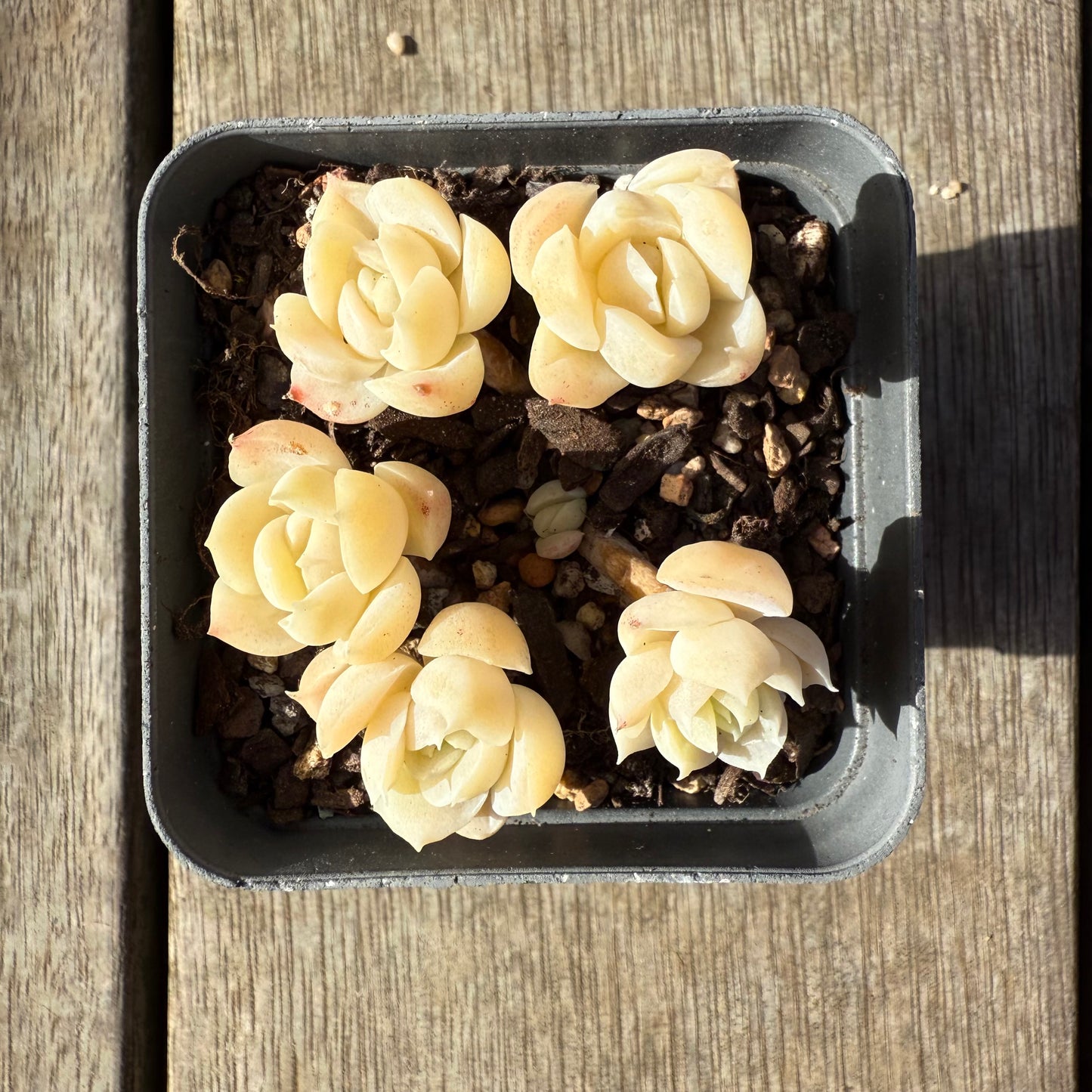1208 Echeveria elegans 'Cream Berry'
