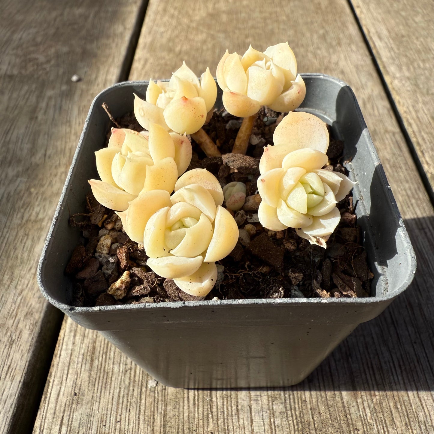 1208 Echeveria elegans 'Cream Berry'