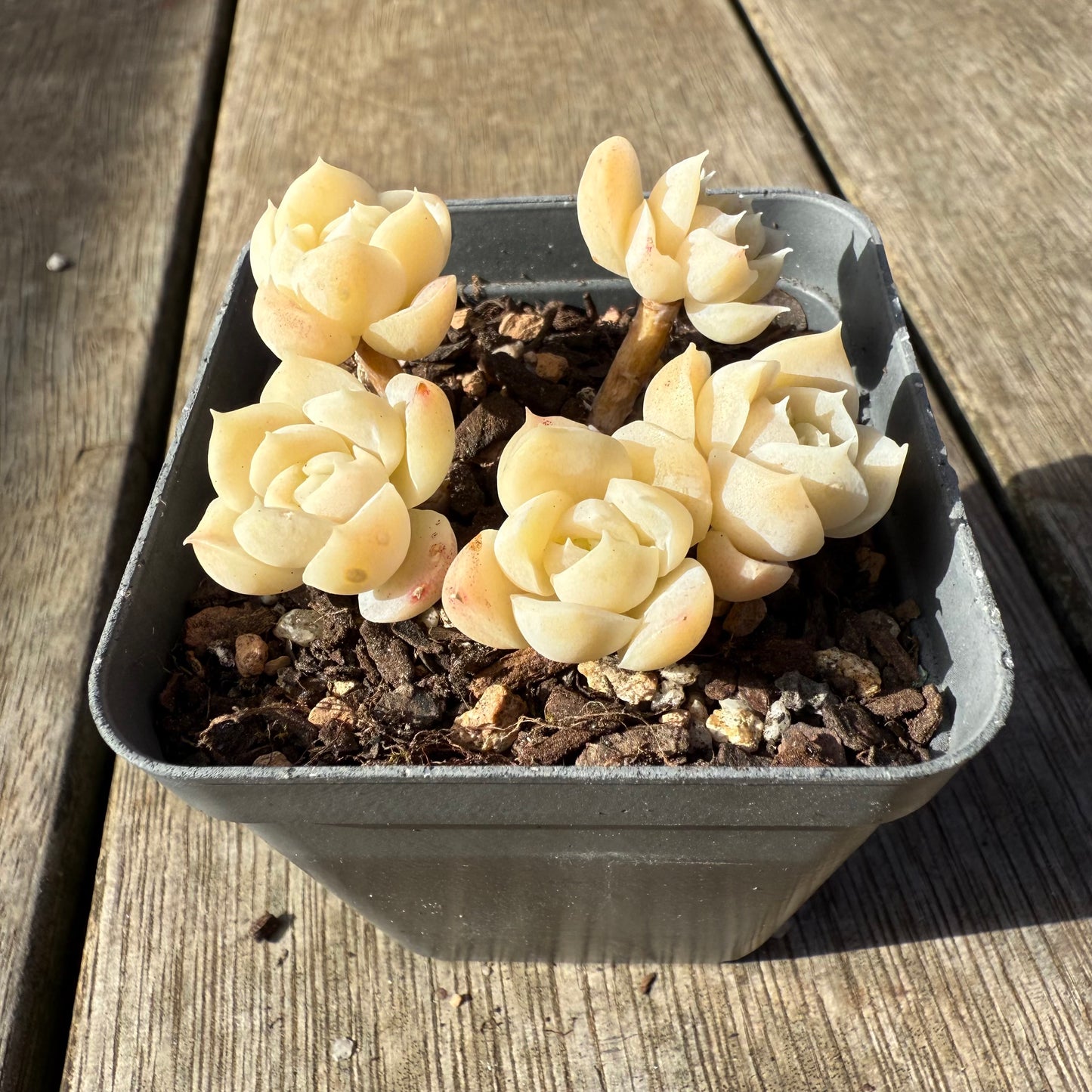 1208 Echeveria elegans 'Cream Berry'