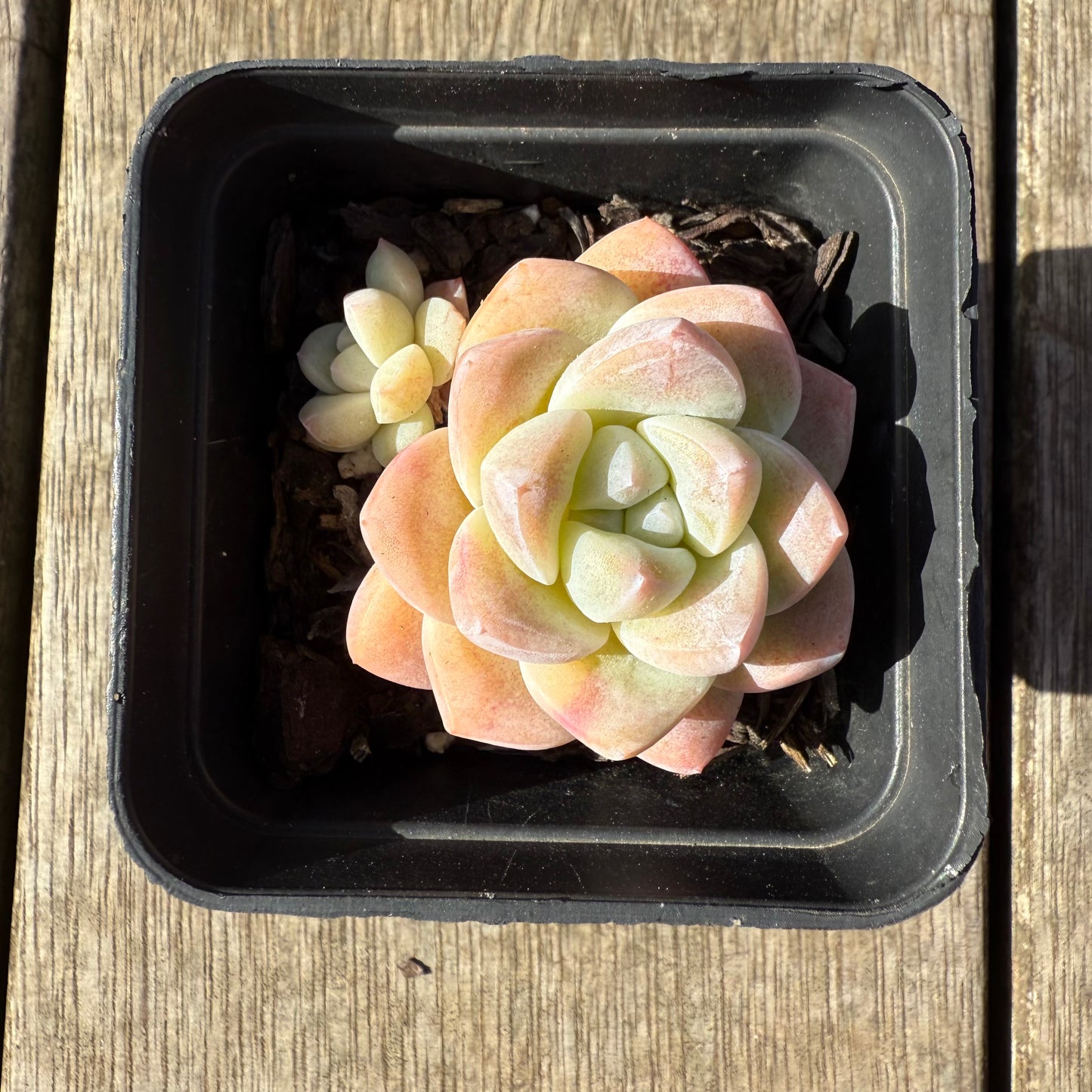 1208 Echeveria Ice Green