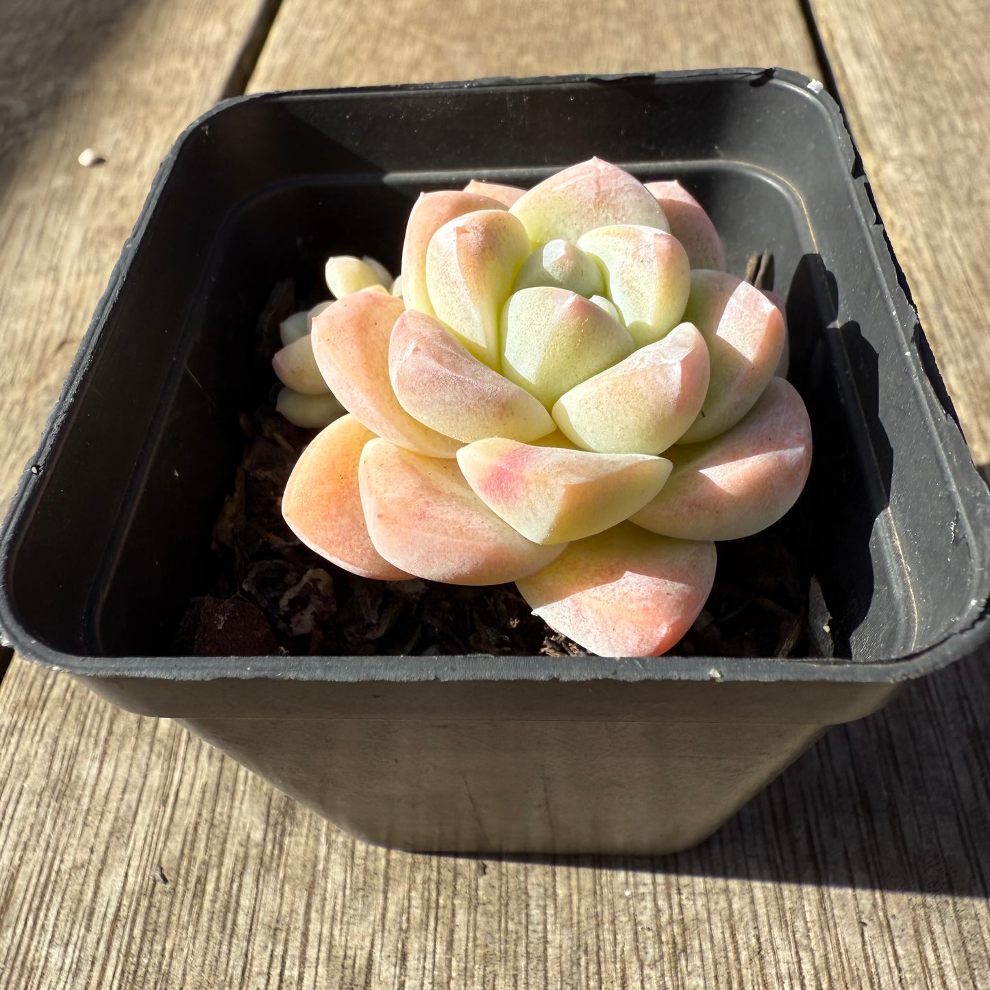 1208 Echeveria Ice Green