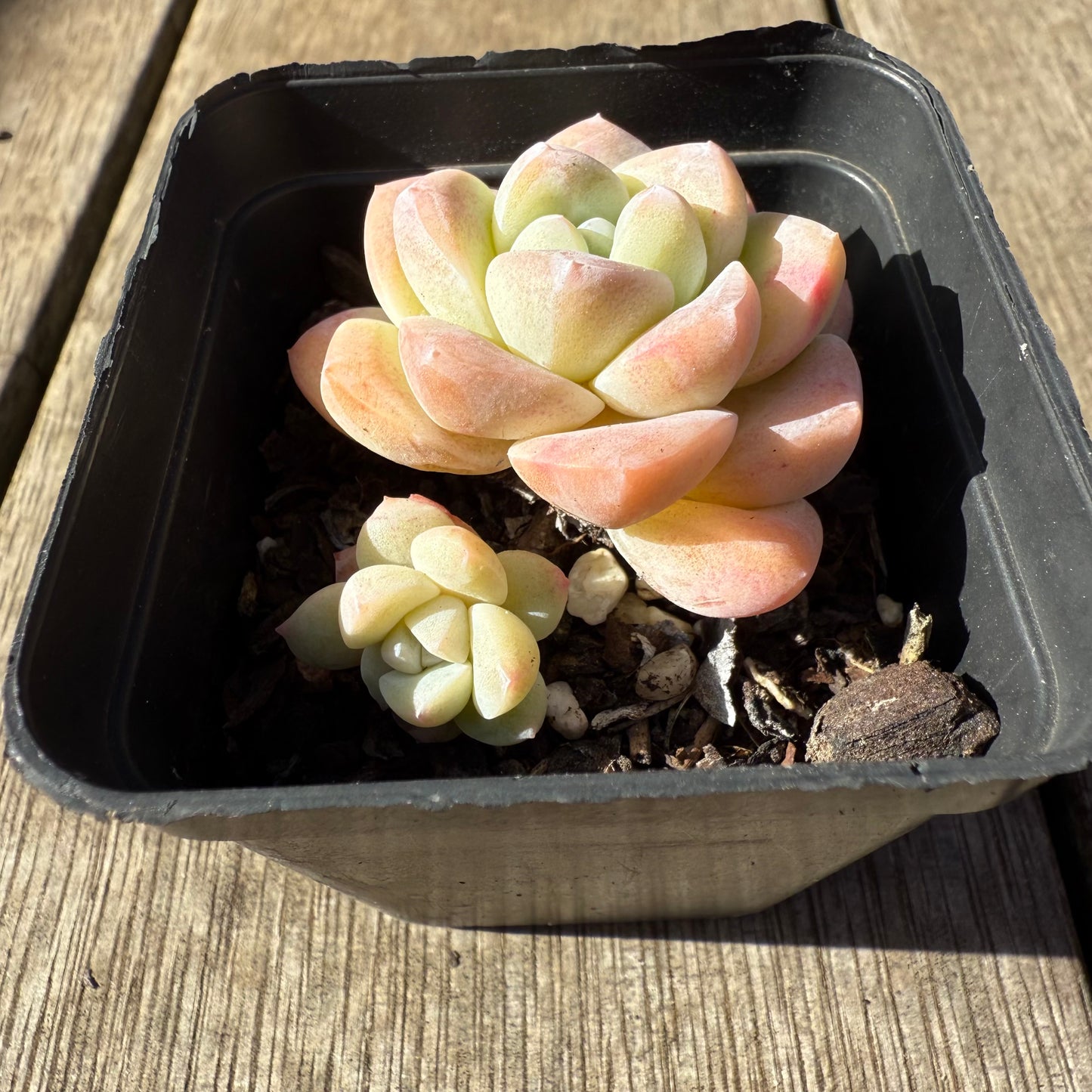 1208 Echeveria Ice Green