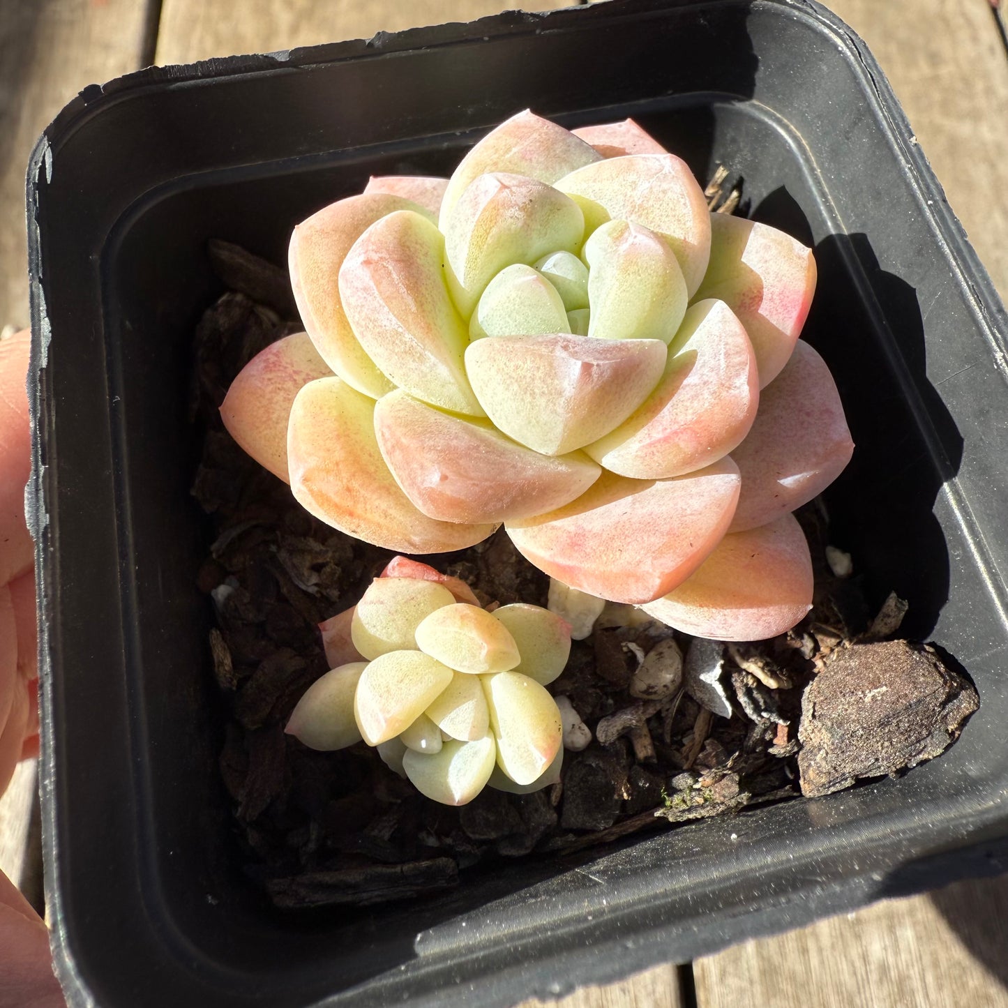 1208 Echeveria Ice Green