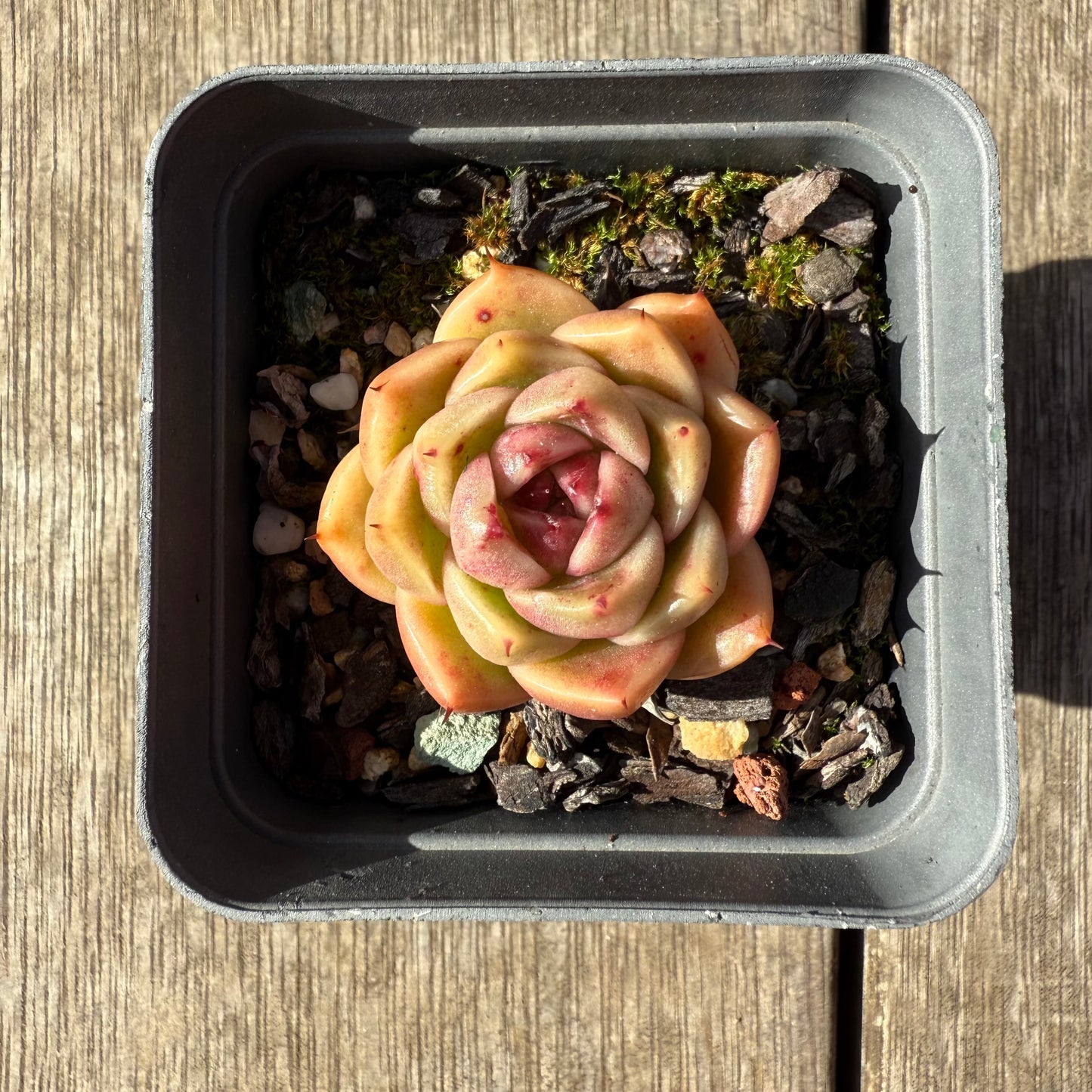 1208 麦秆 ‘法币’