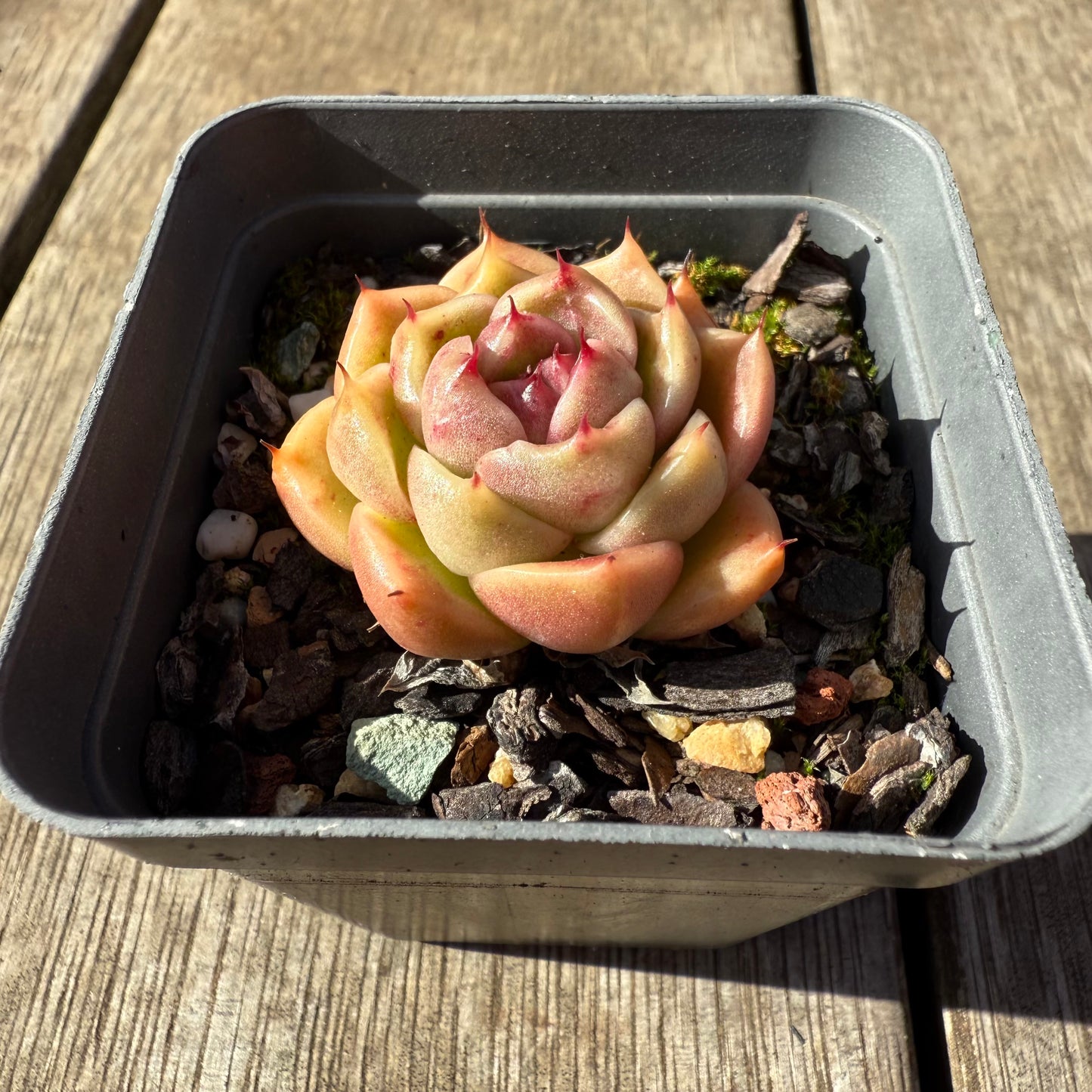 1208 麦秆 ‘法币’