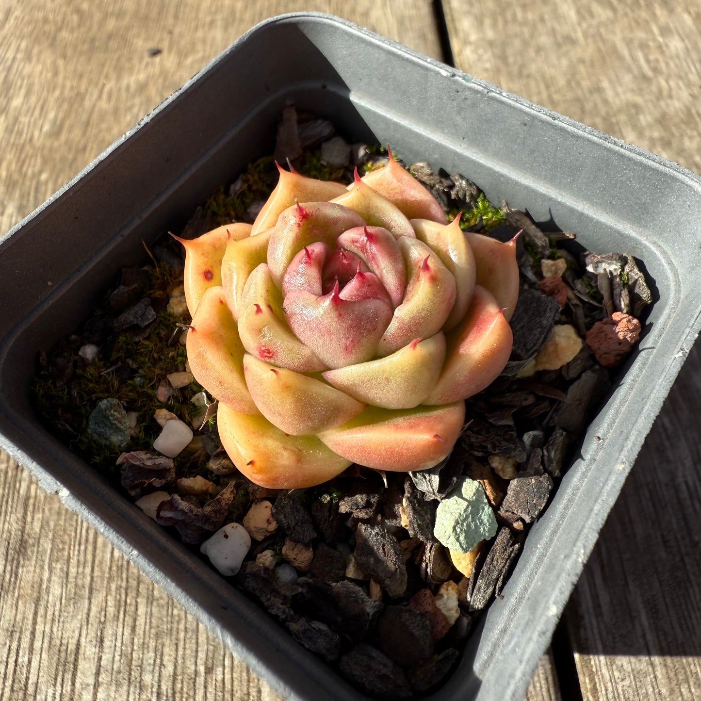 1208 麦秆 ‘法币’