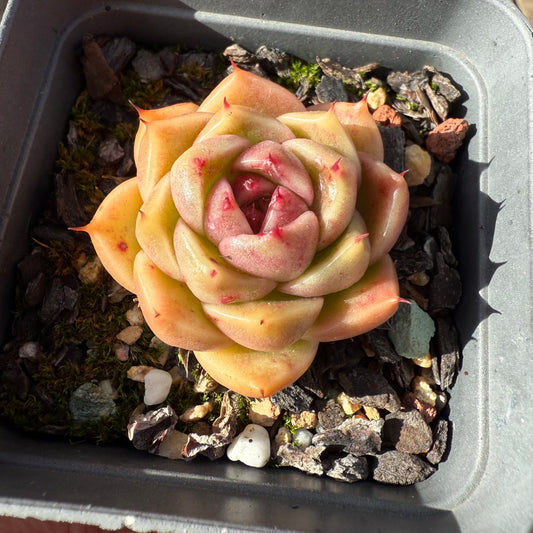 1208 Echeveria Malgan 'Golden Coin' - Korean Form