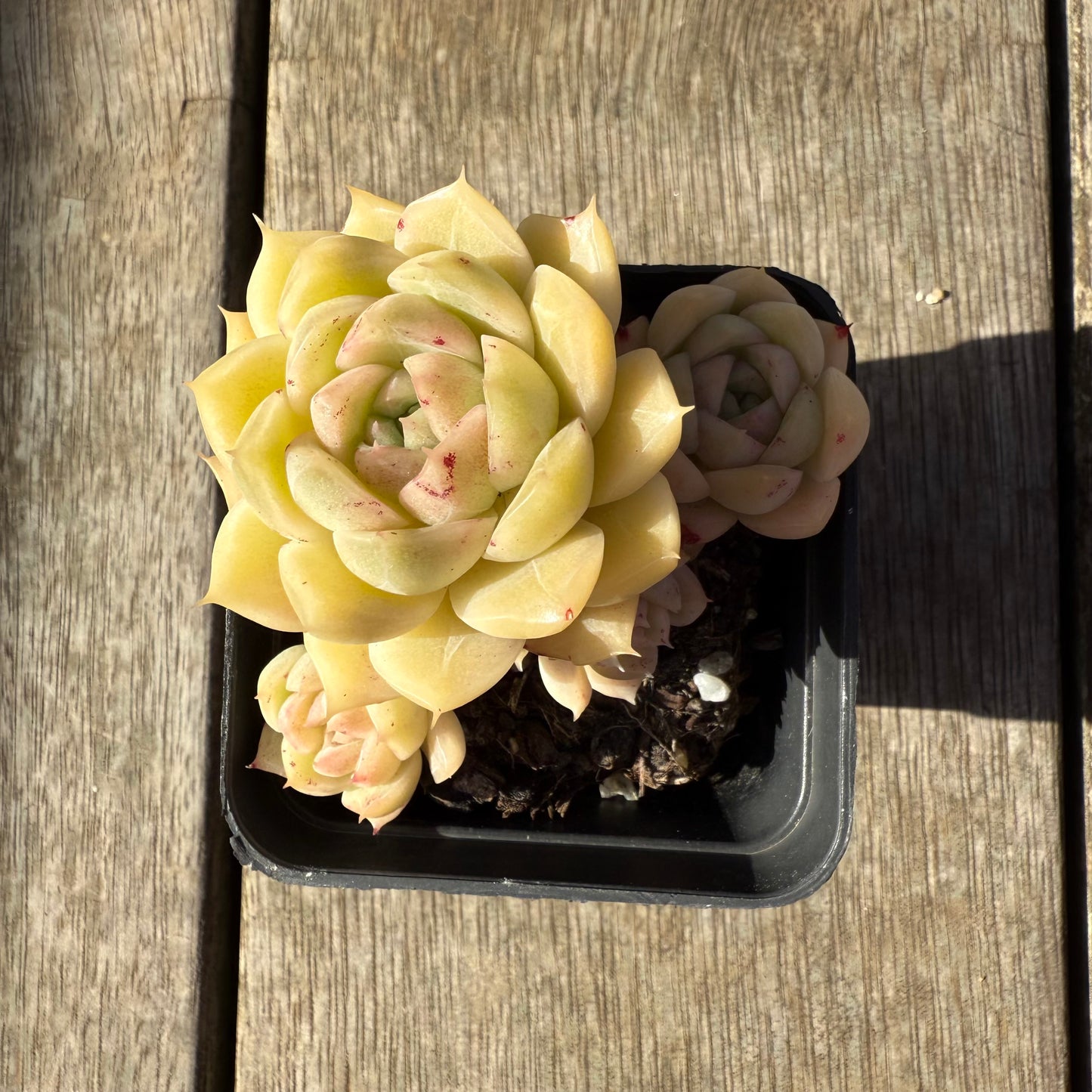 1208 Echeveria Malgan 'White Peach Blossom' - Korean Form