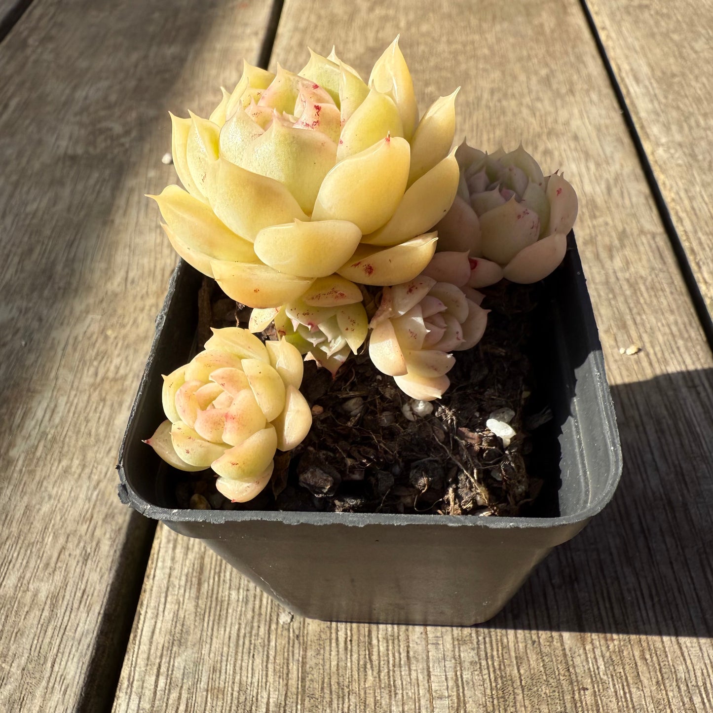 1208 Echeveria Malgan 'White Peach Blossom' - Korean Form