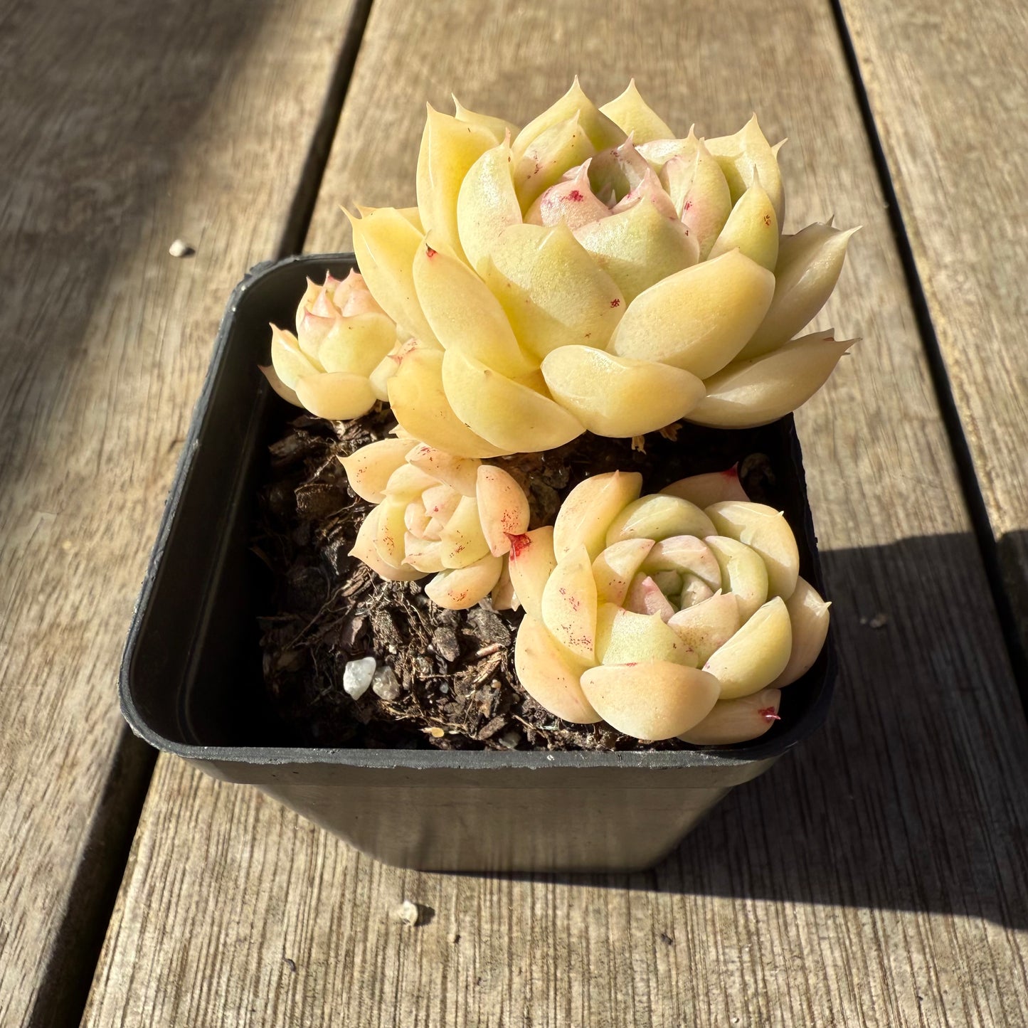 1208 Echeveria Malgan 'White Peach Blossom' - Korean Form