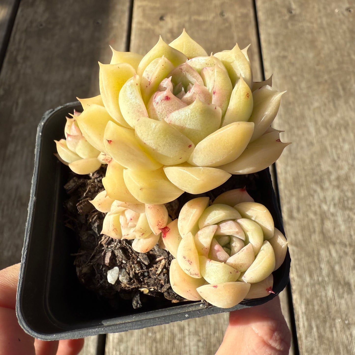 1208 Echeveria Malgan 'White Peach Blossom' - Korean Form