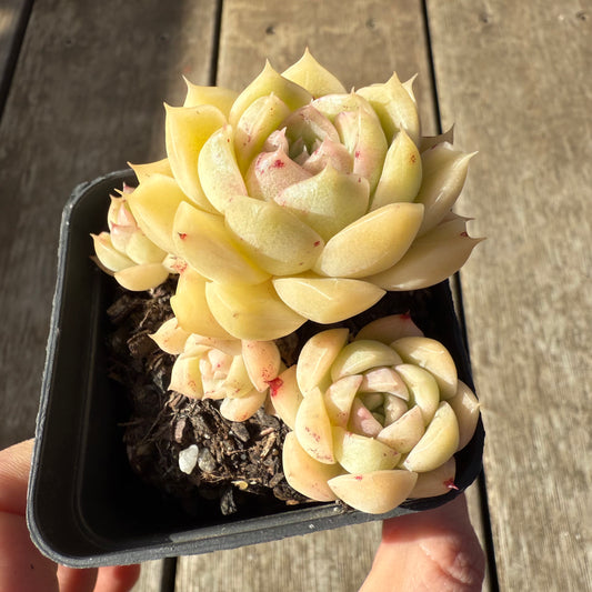 1208 Echeveria Malgan 'White Peach Blossom' - Korean Form