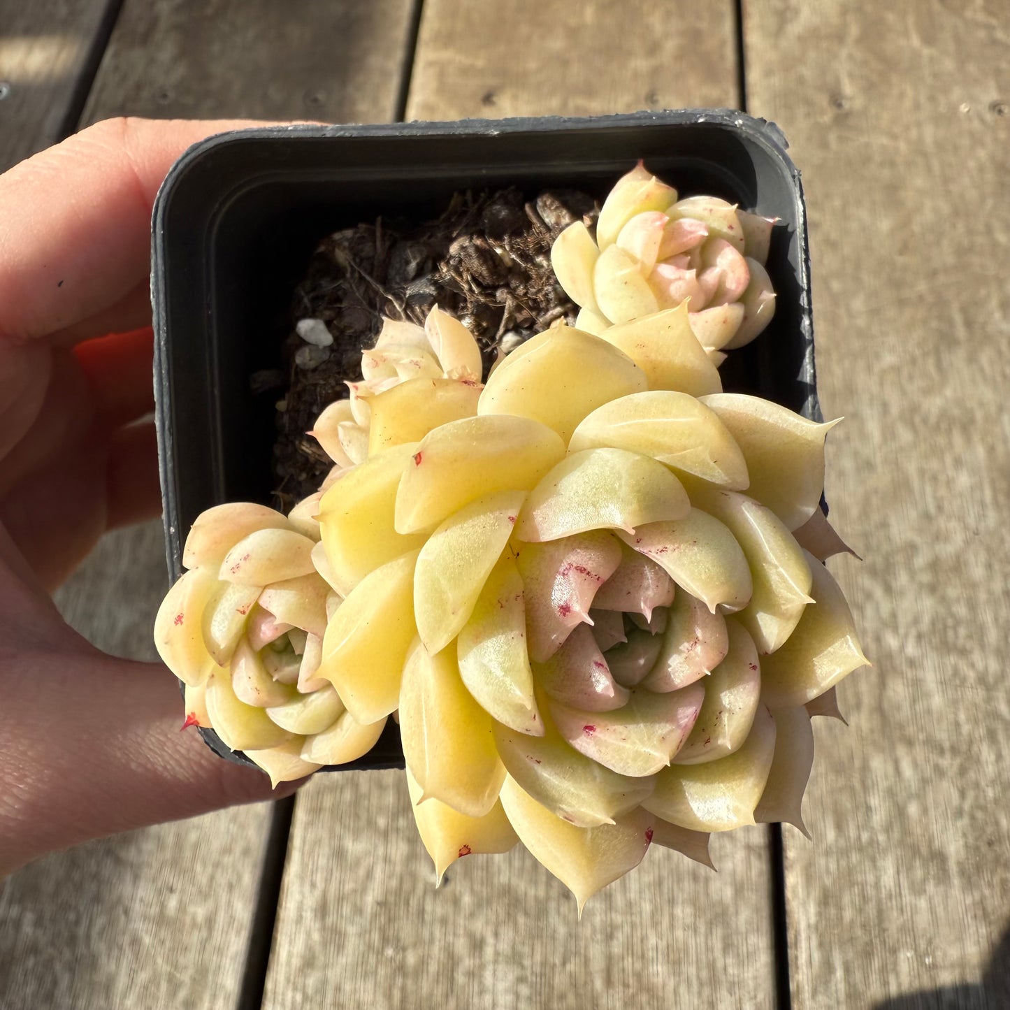 1208 Echeveria Malgan 'White Peach Blossom' - Korean Form