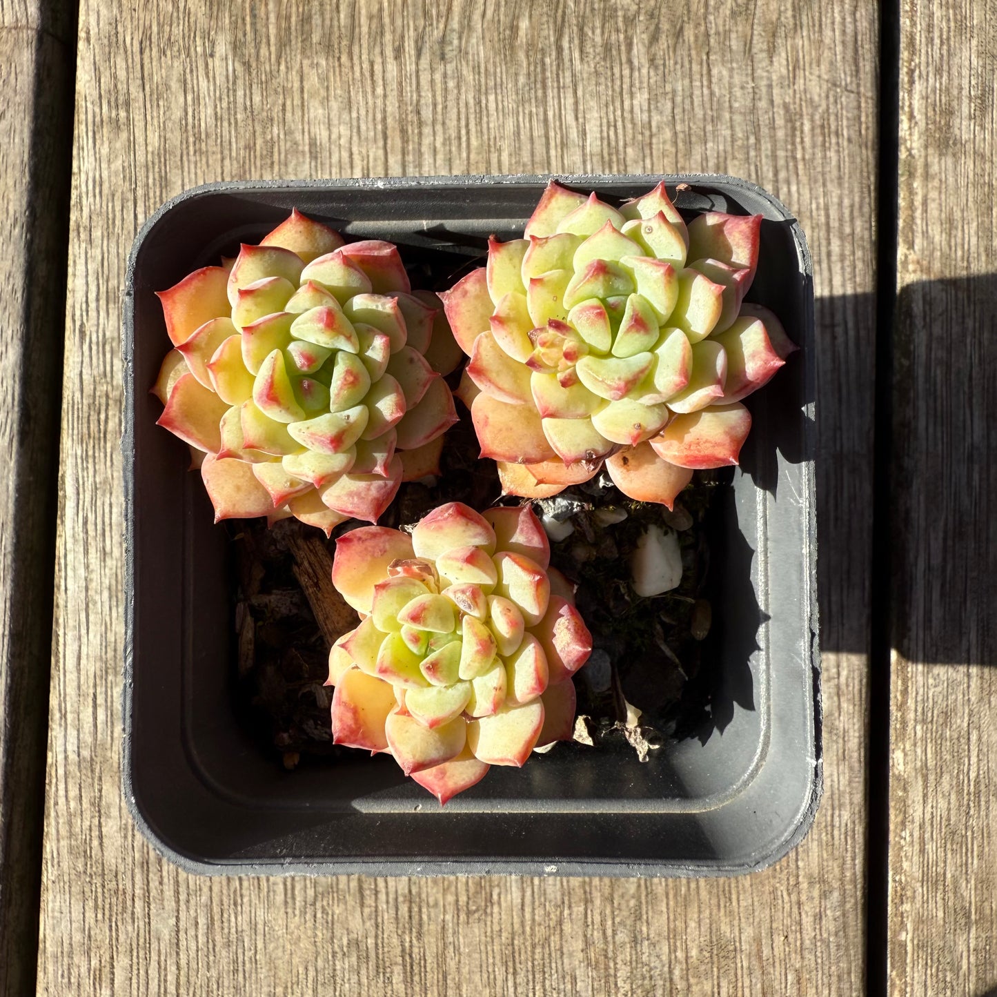 1208 Echeveria Panda Face aka Emerald Tips