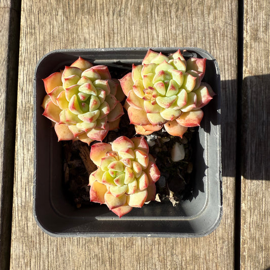 1208 Echeveria Panda Face aka Emerald Tips