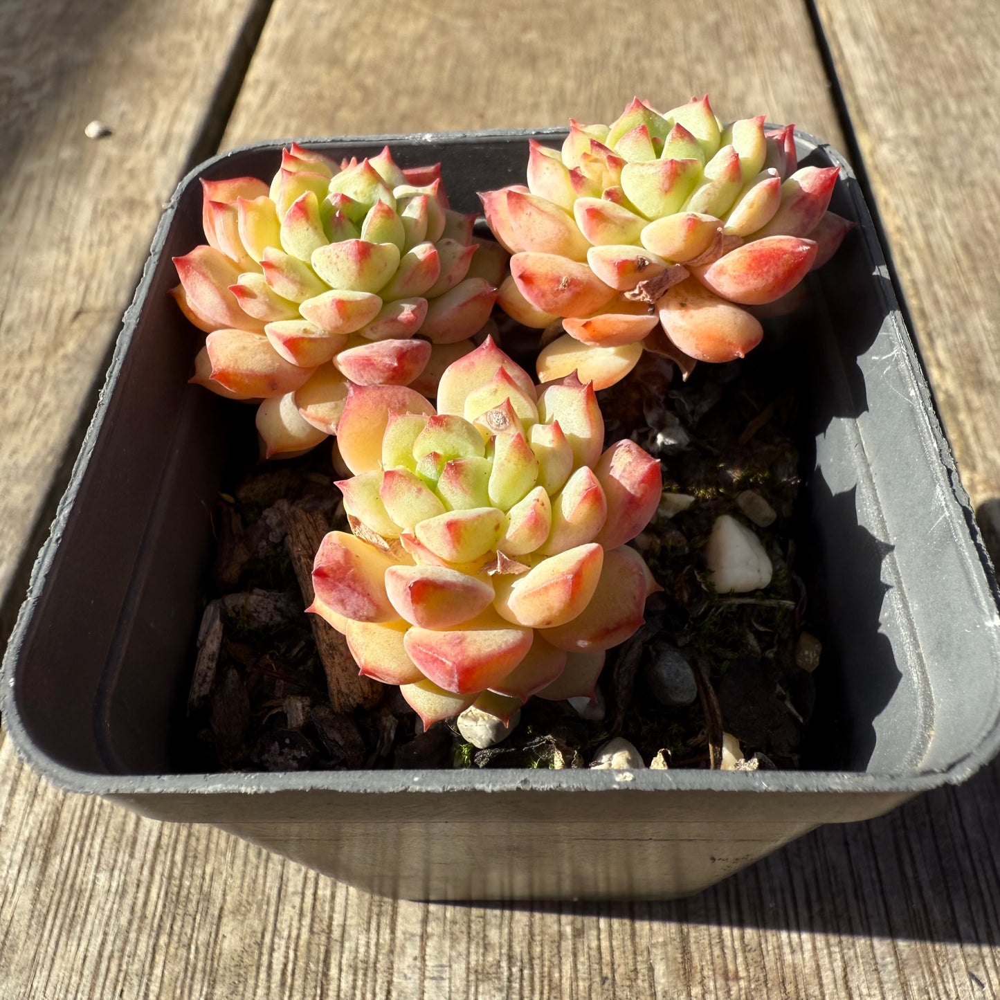 1208 Echeveria Panda Face aka Emerald Tips