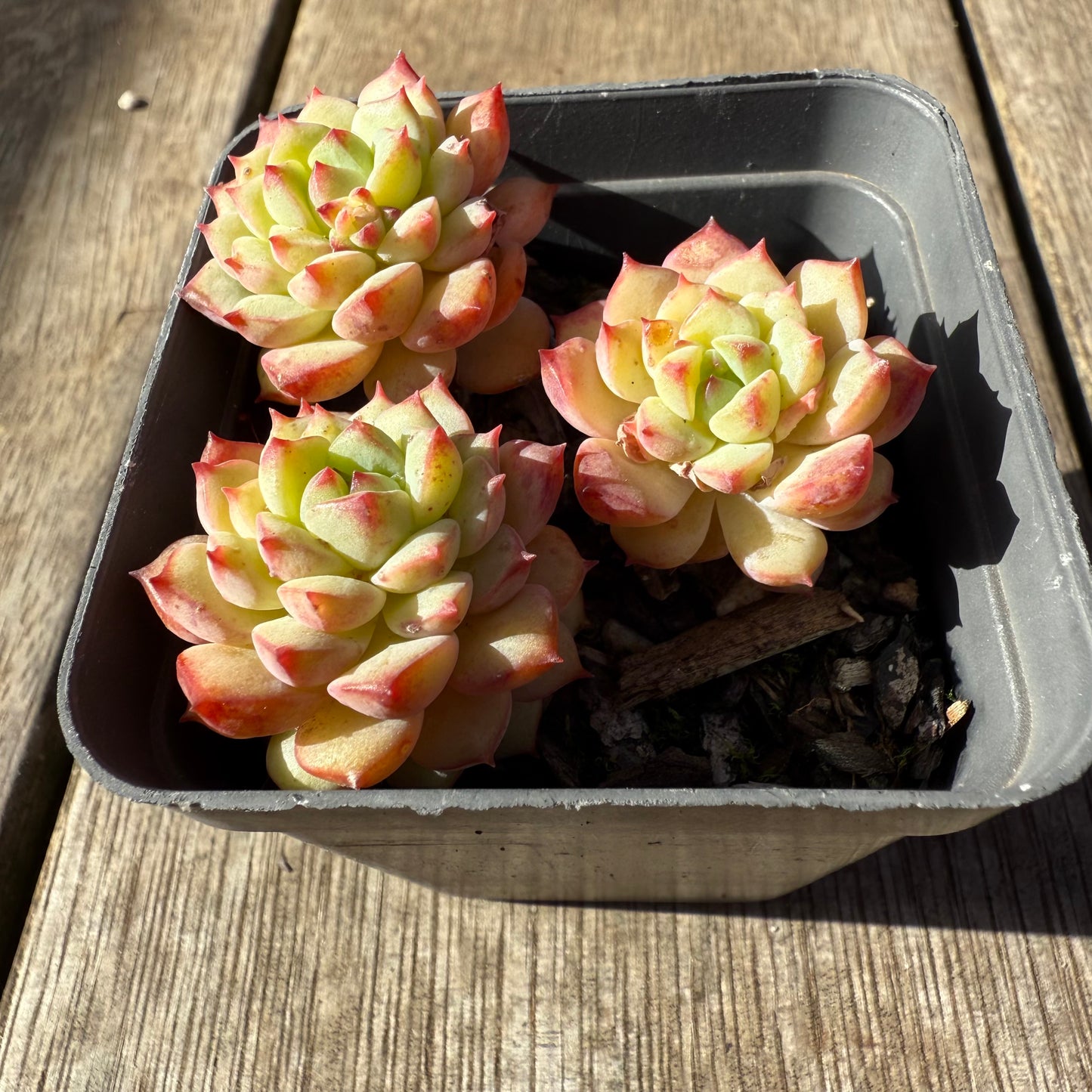 1208 Echeveria Panda Face aka Emerald Tips