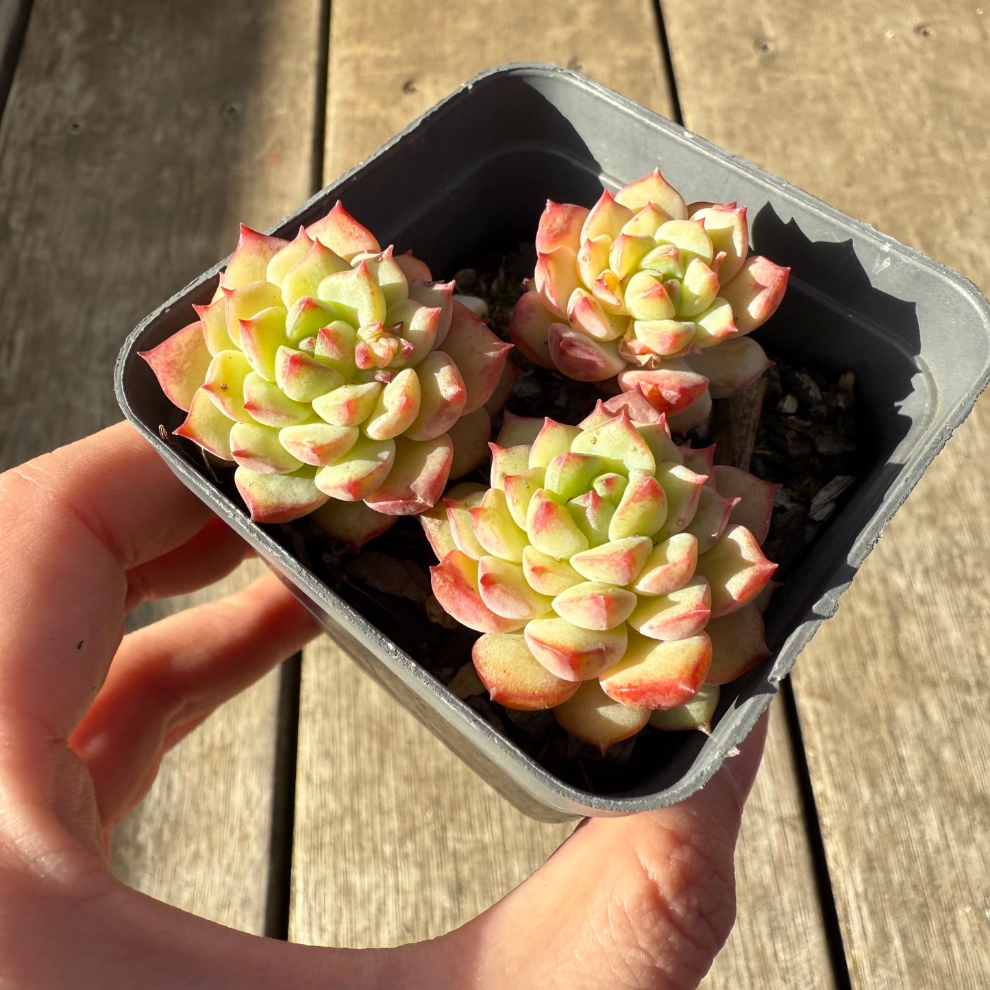 1208 Echeveria Panda Face aka Emerald Tips