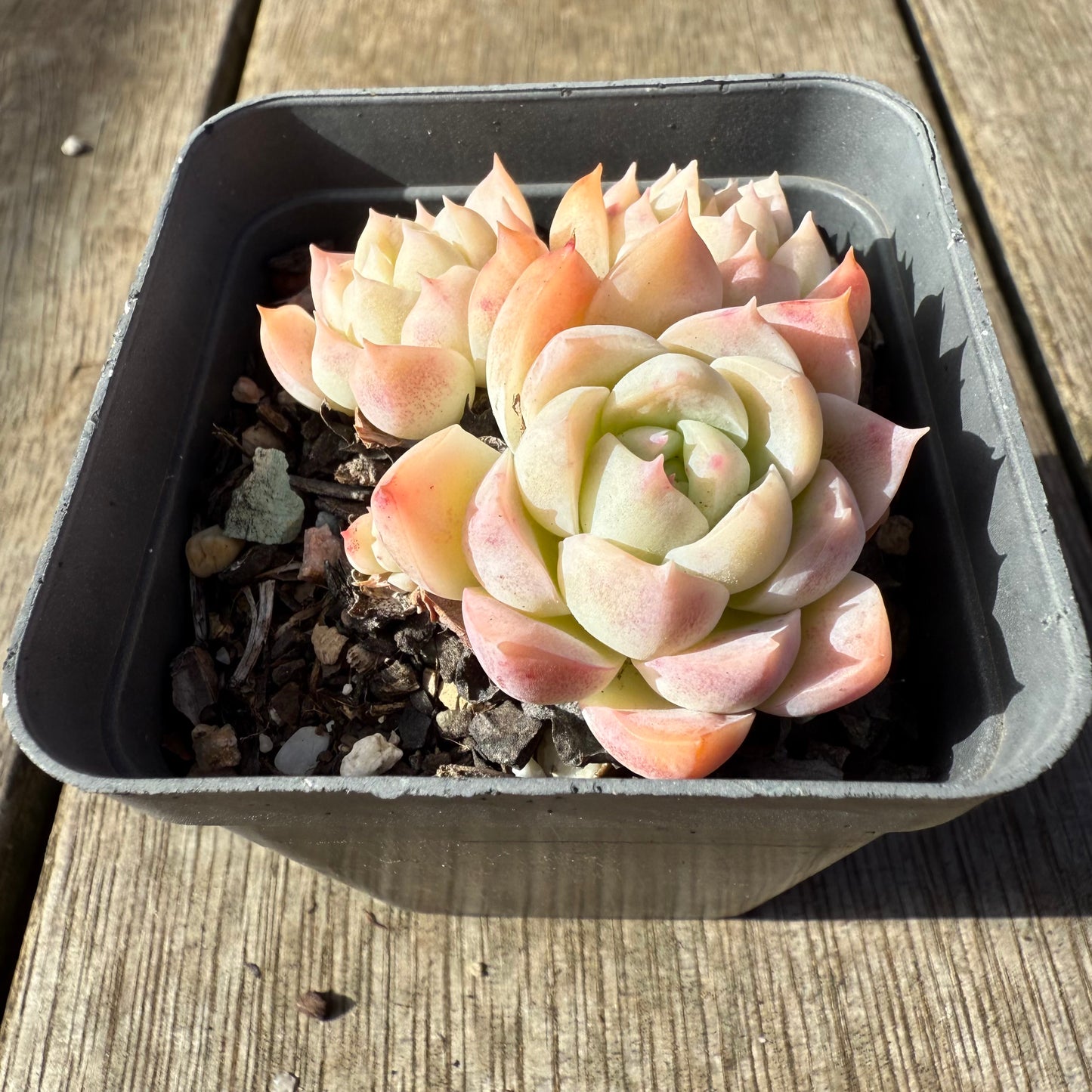 1208 Echeveria Pink Elegans