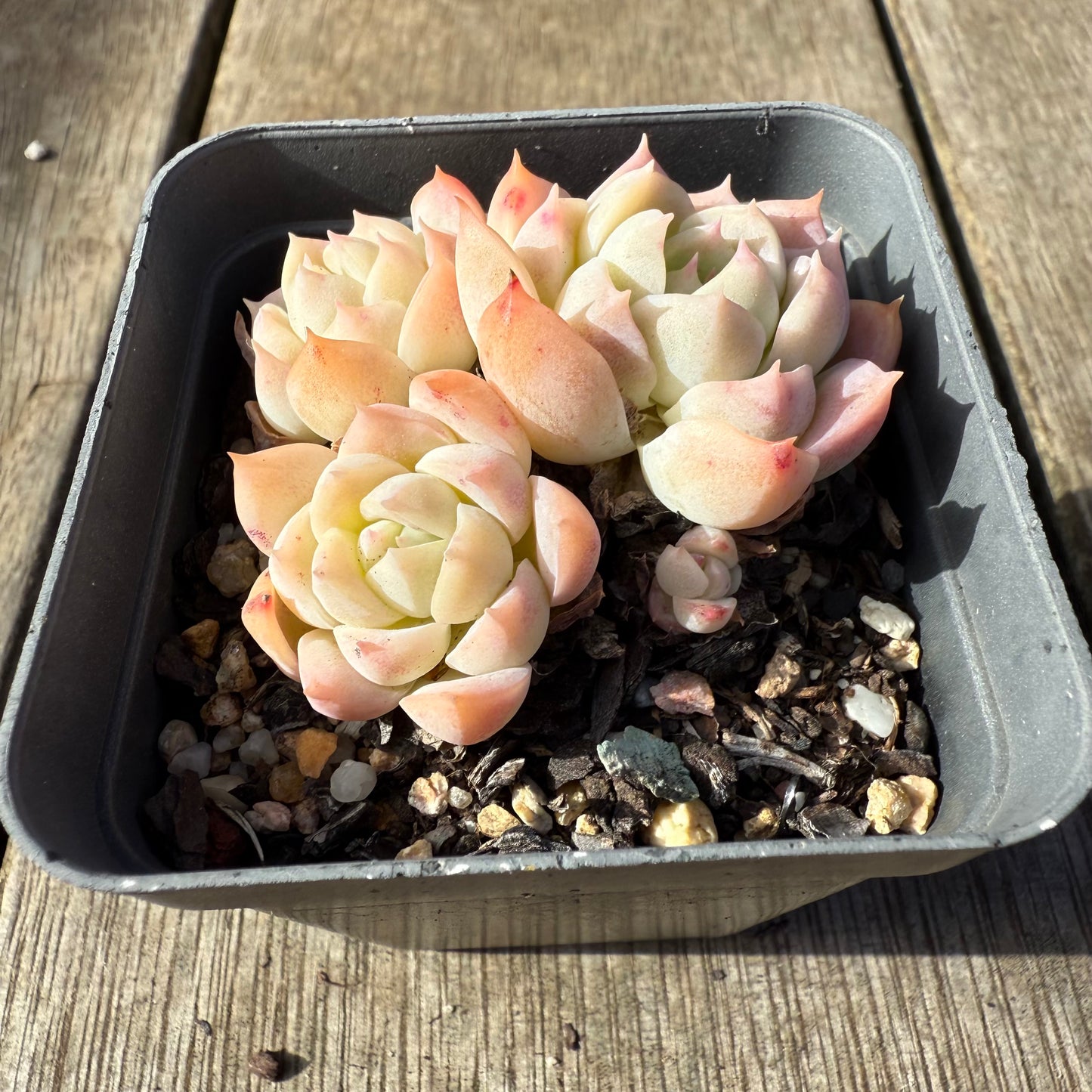 1208 Echeveria Pink Elegans