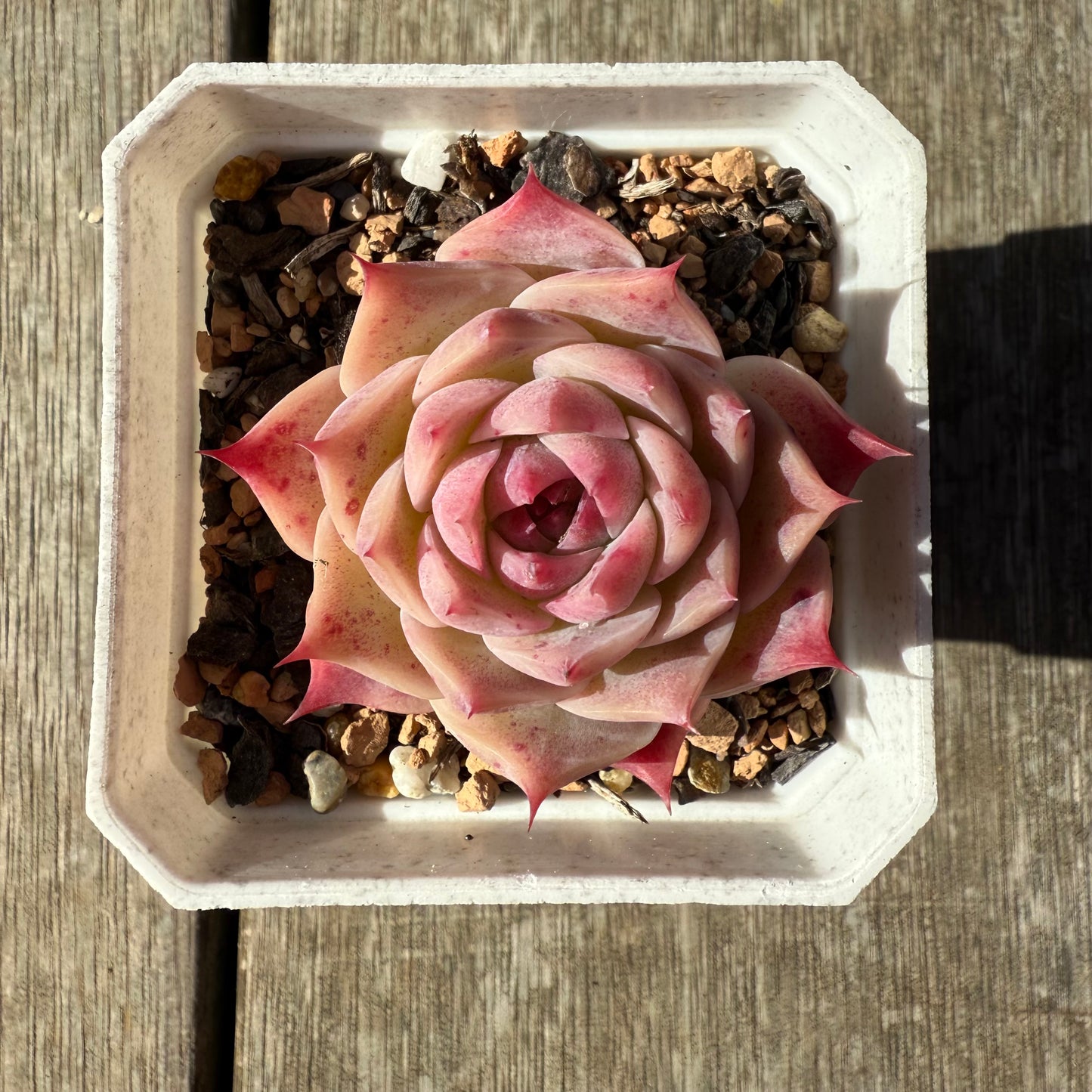 1208 Echeveria Pink Essence - Korean Form