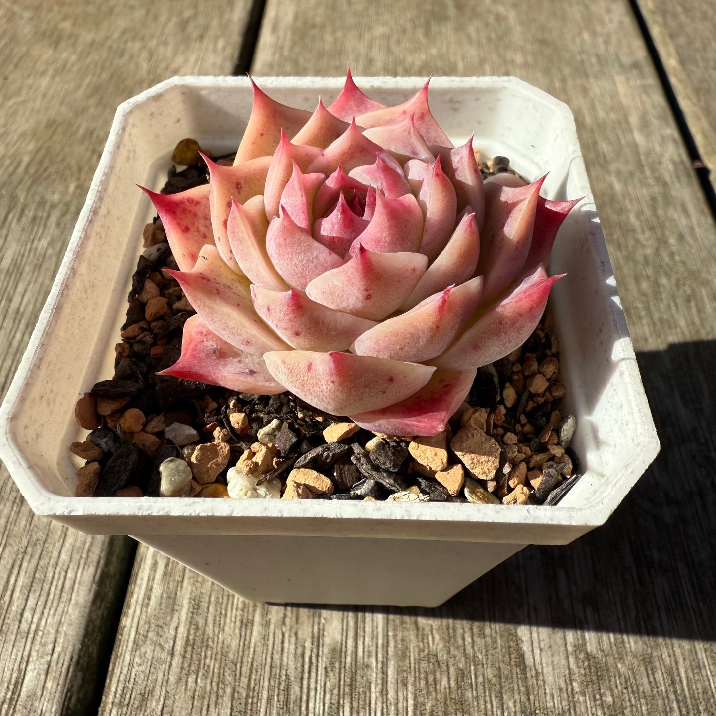 1208 Echeveria Pink Essence - Korean Form