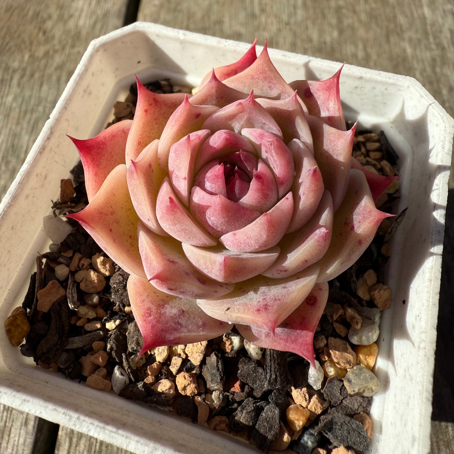 1208 Echeveria Pink Essence - Korean Form