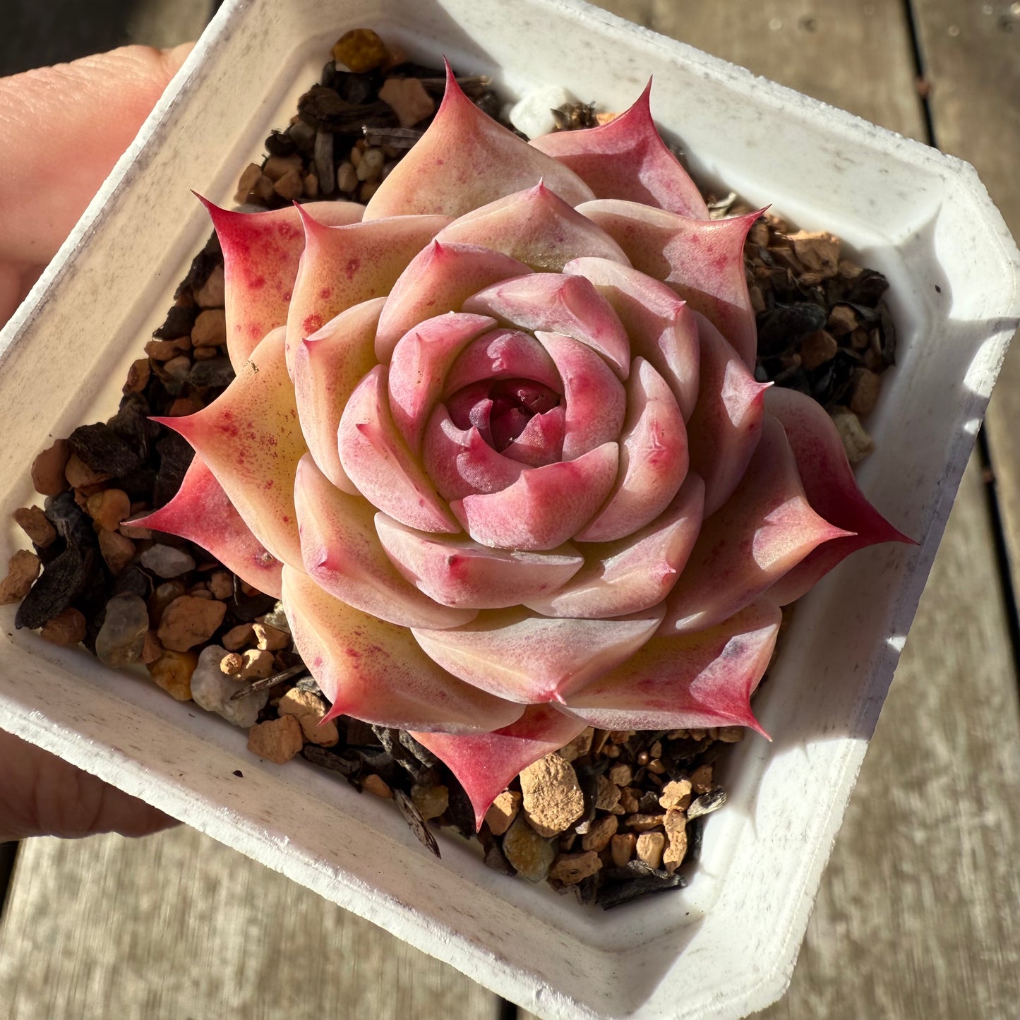 1208 Echeveria Pink Essence - Korean Form