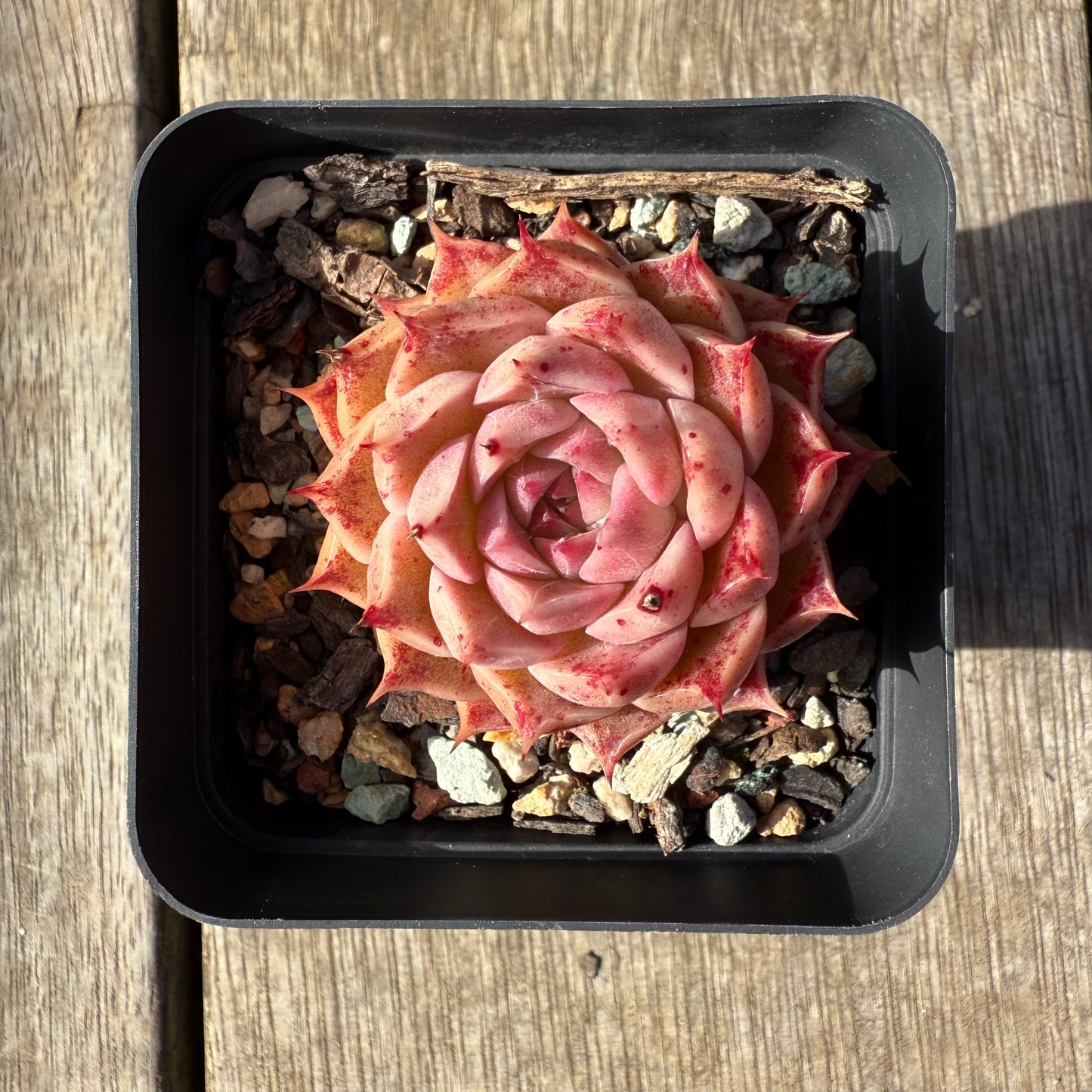 1208 Echeveria Queen 'Speckles'