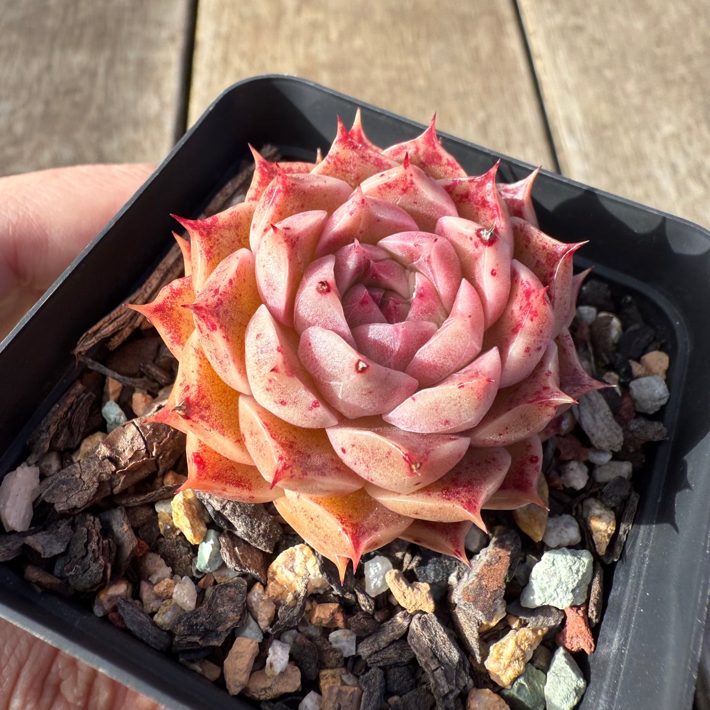 1208 Echeveria Queen 'Speckles'