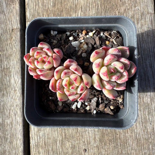 1208 Echeveria Shichifuku Bini / Nana Hook