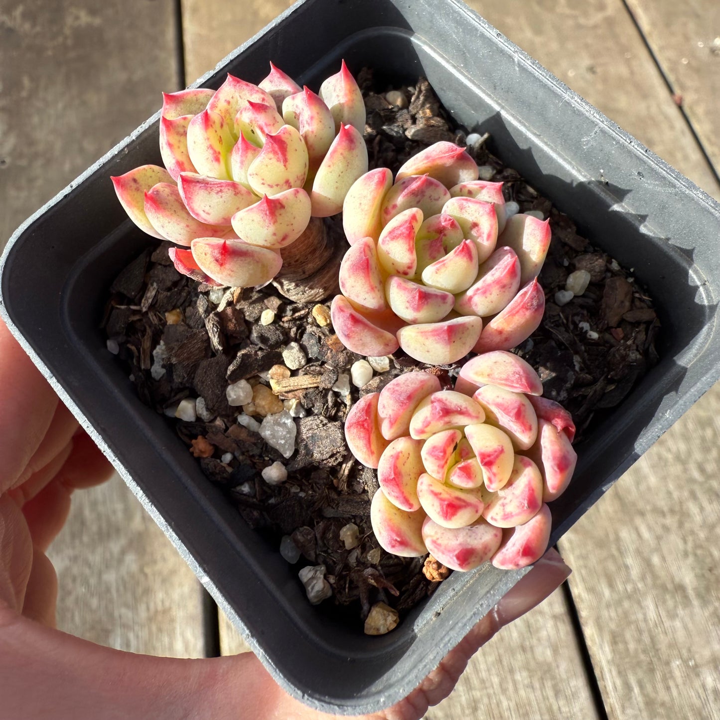 1208 Echeveria Shichifuku Bini / Nana Hook