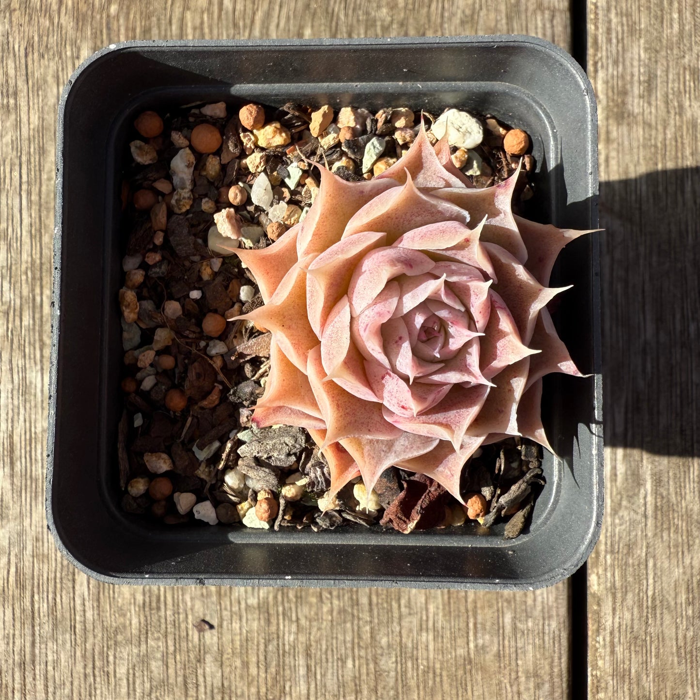 1208 Echeveria Simulans 'Blush'