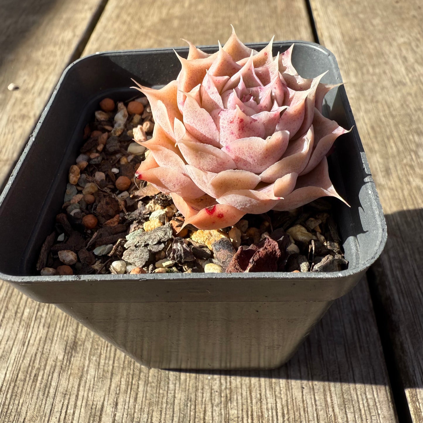 1208 Echeveria Simulans 'Blush'