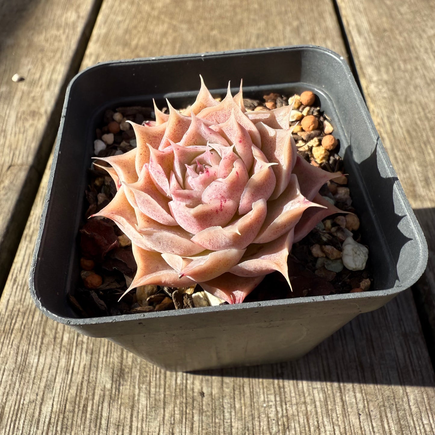 1208 Echeveria Simulans 'Blush'