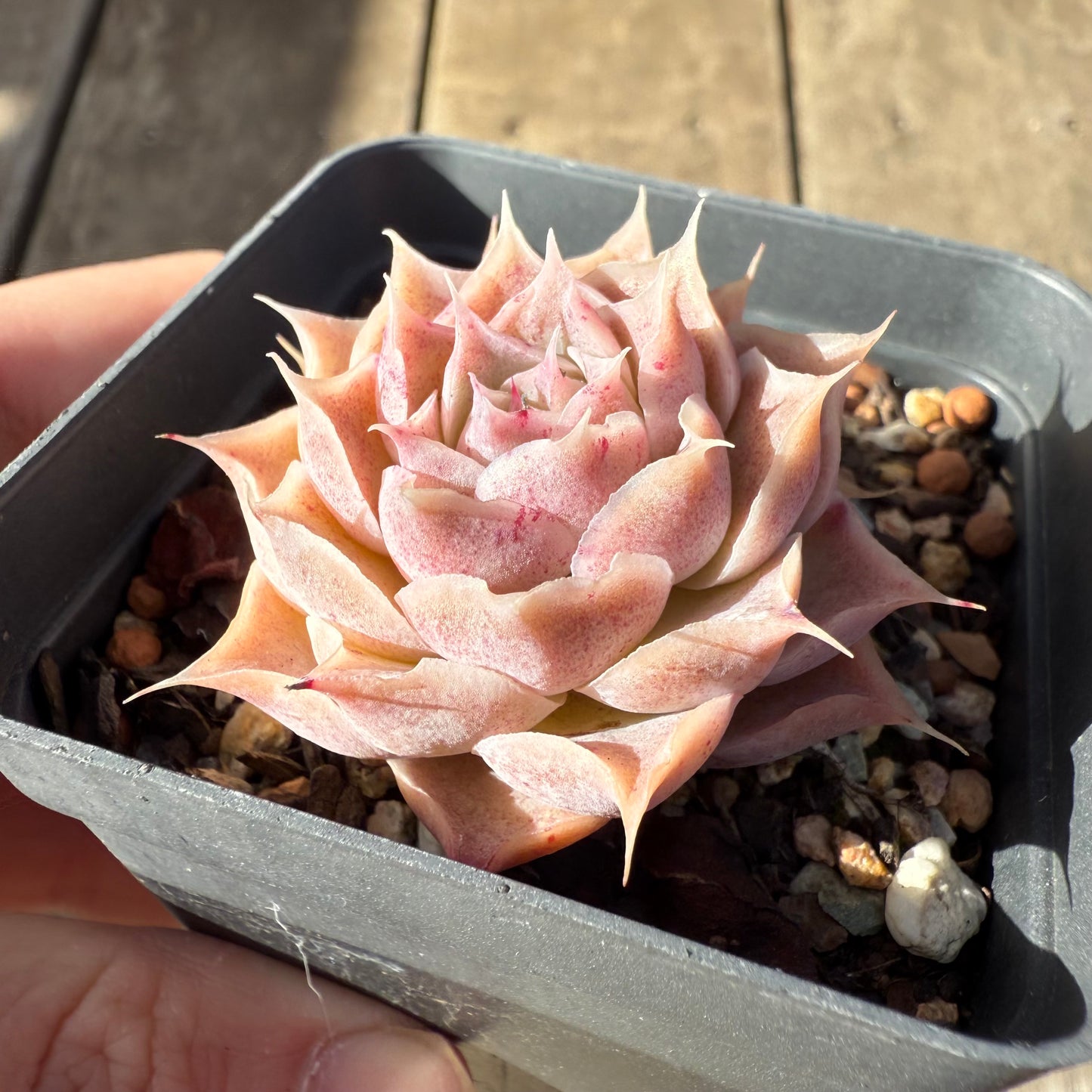 1208 Echeveria Simulans 'Blush'