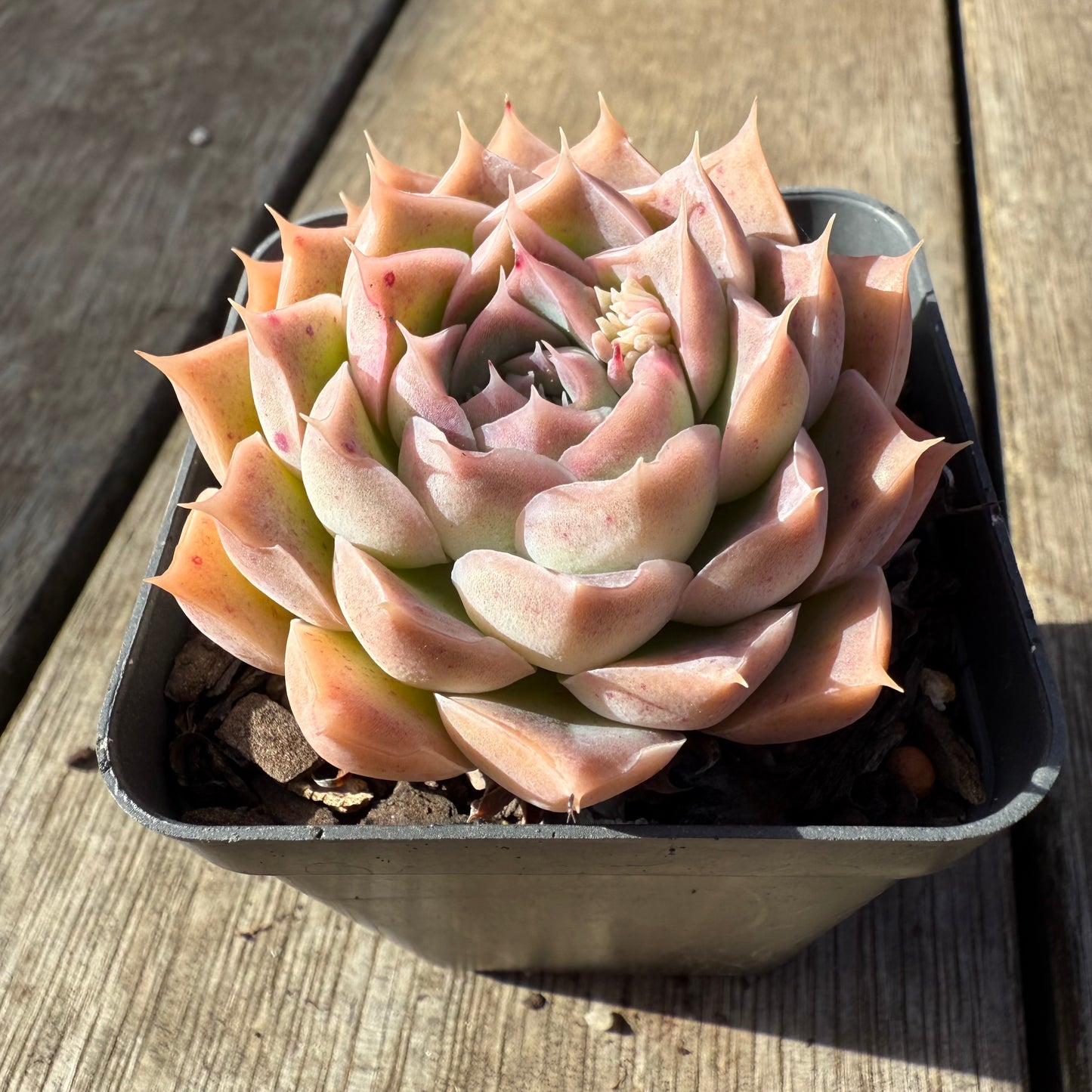 1208 Echeveria Strawberry Roll