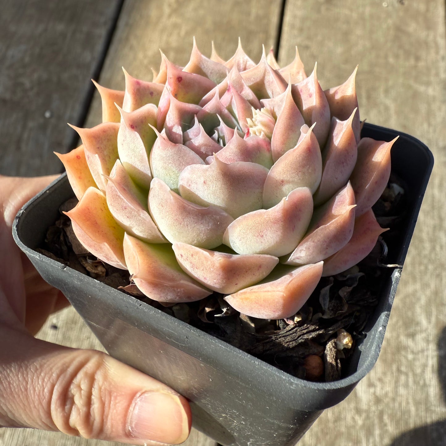 1208 Echeveria Strawberry Roll