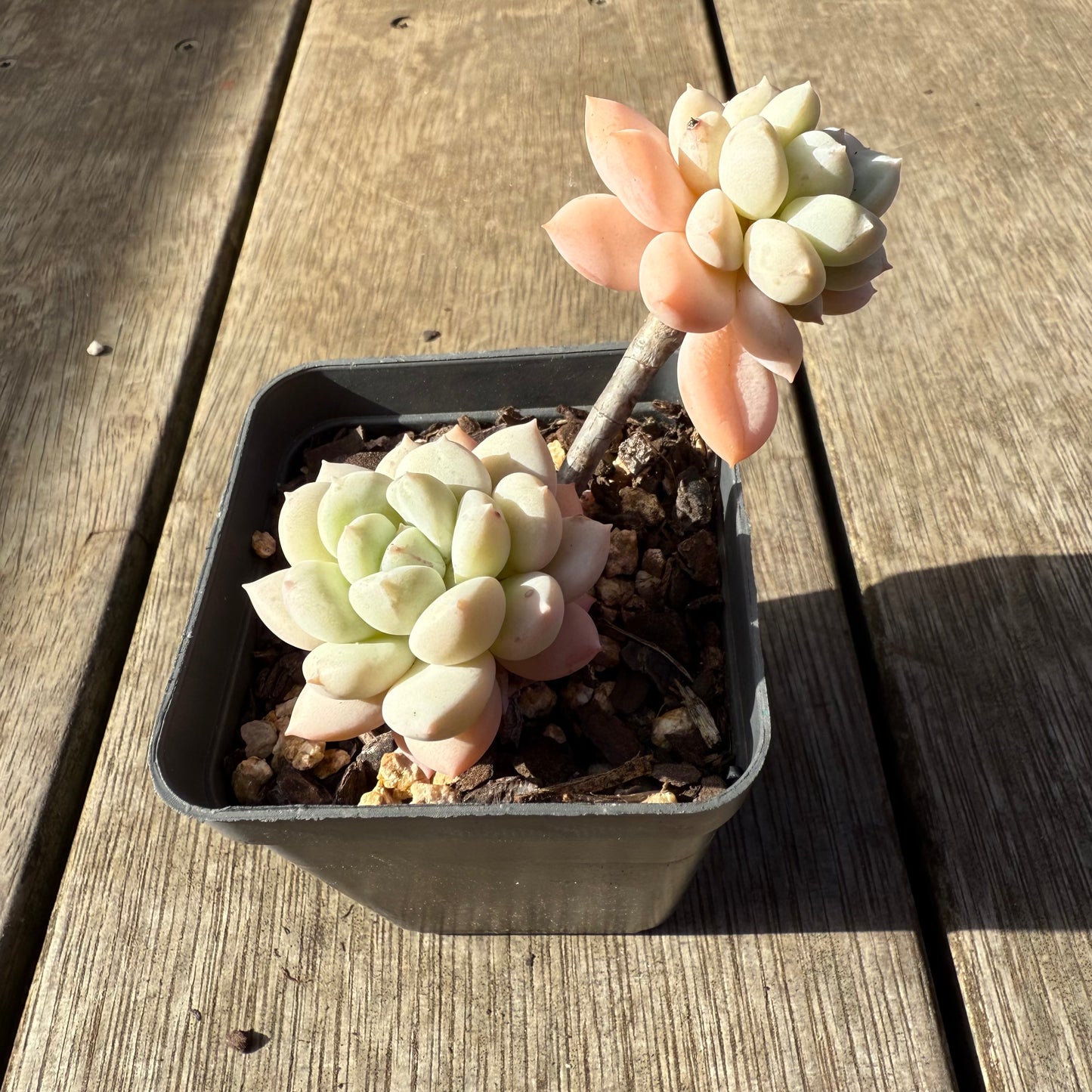 1208 Graptoveria White Horse