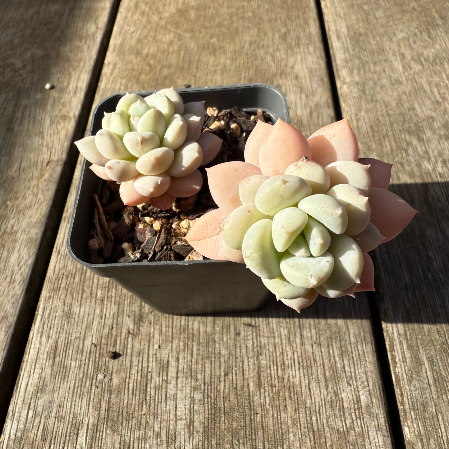 1208 Graptoveria White Horse