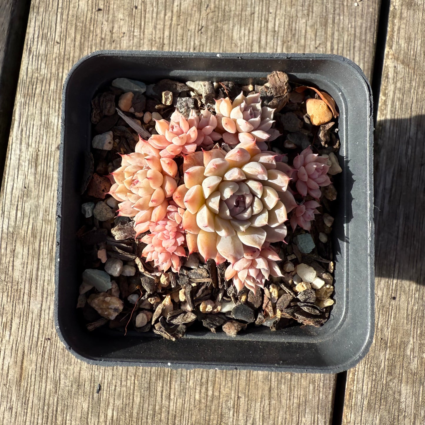 1208 Echeveria 'Fairy Floss'