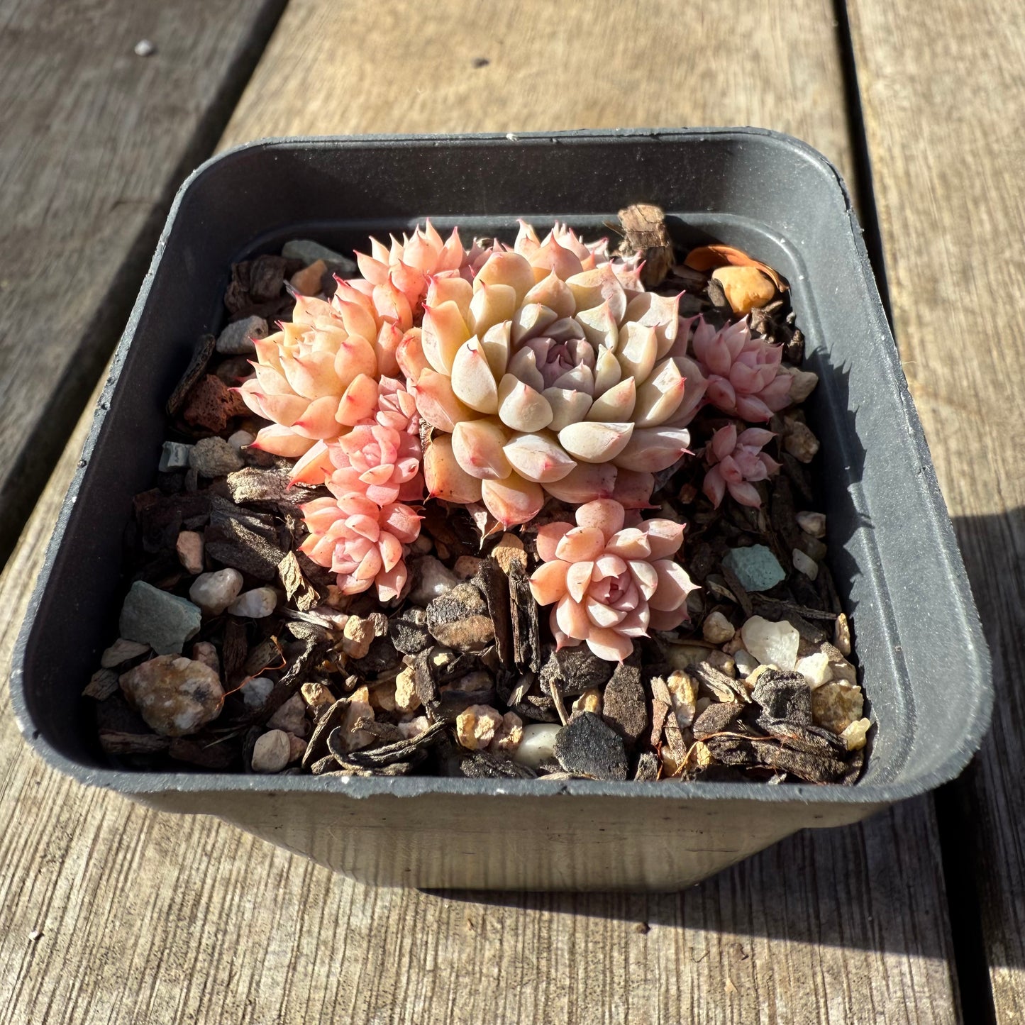 1208 Echeveria 'Fairy Floss'