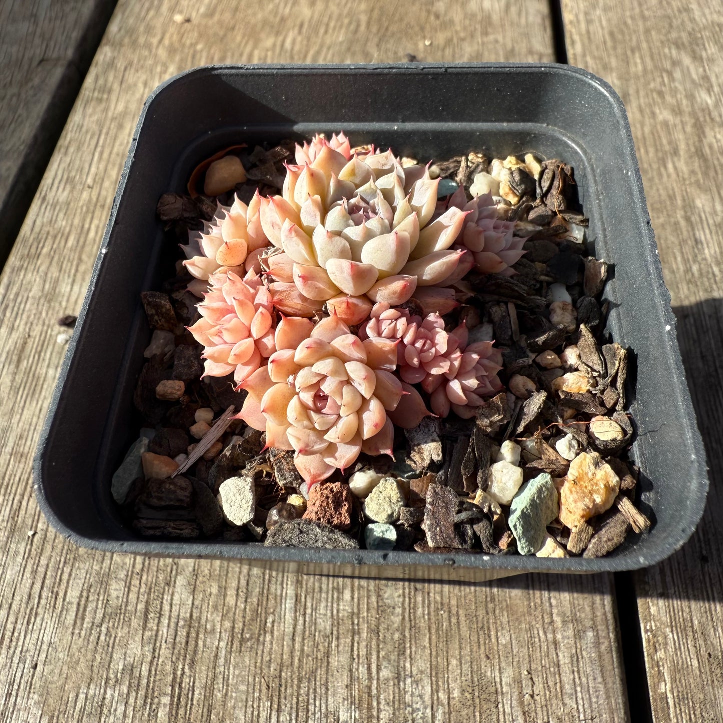 1208 Echeveria 'Fairy Floss'