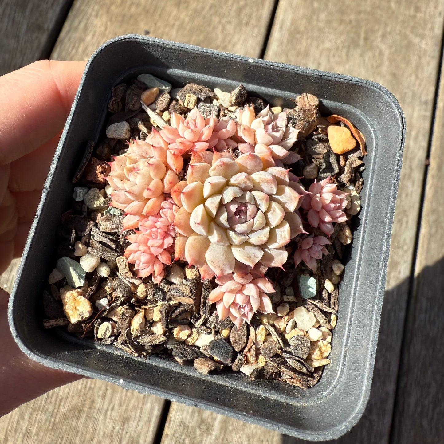 1208 Echeveria 'Fairy Floss'