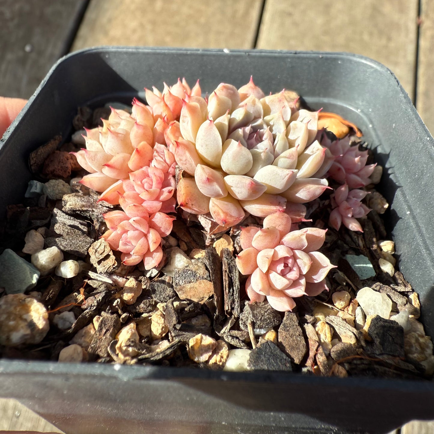 1208 Echeveria 'Fairy Floss'