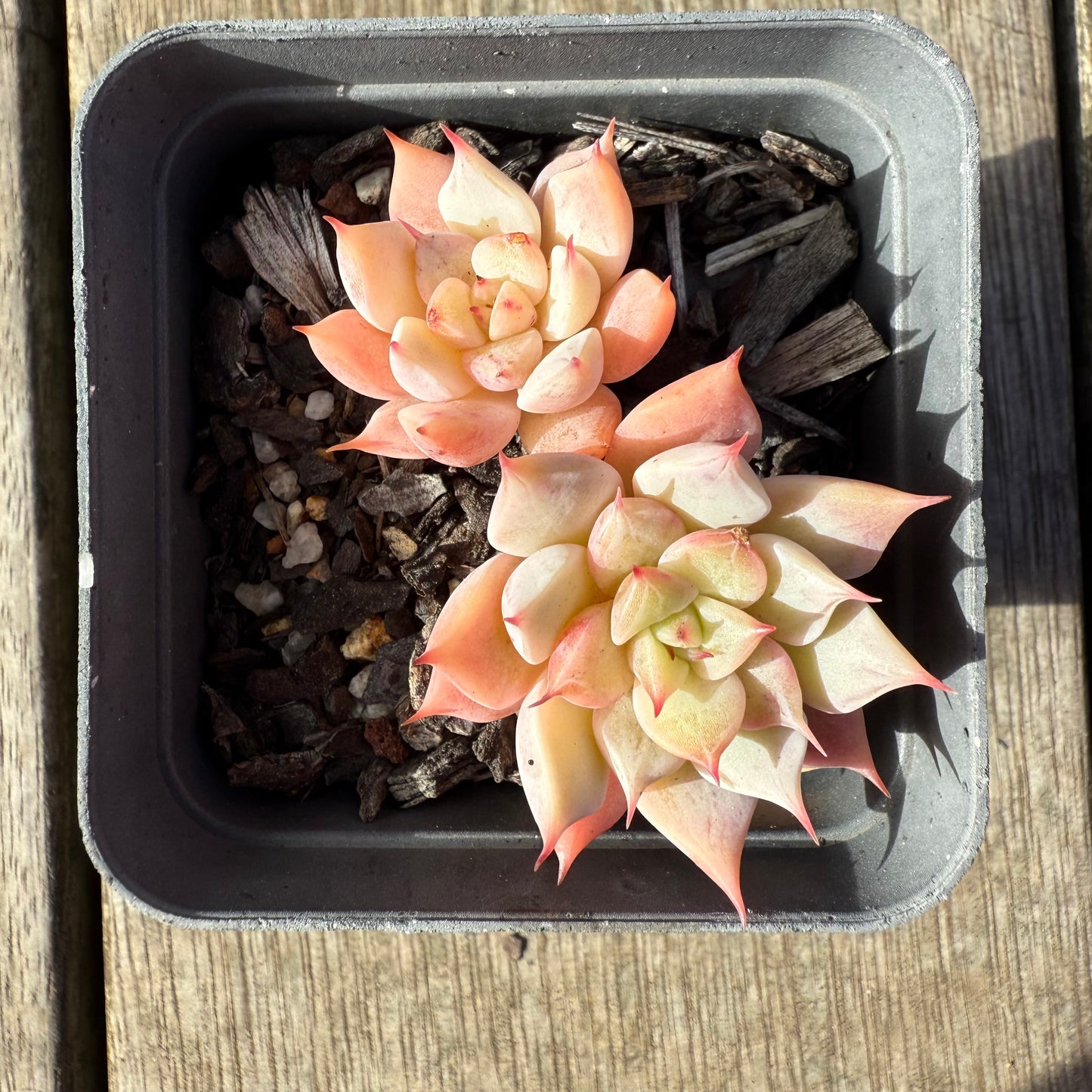 1208 Echeveria 'Falling Star'